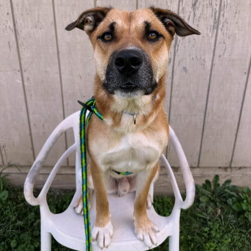Ralph, Adoptable, Young Male Mixed Breed.