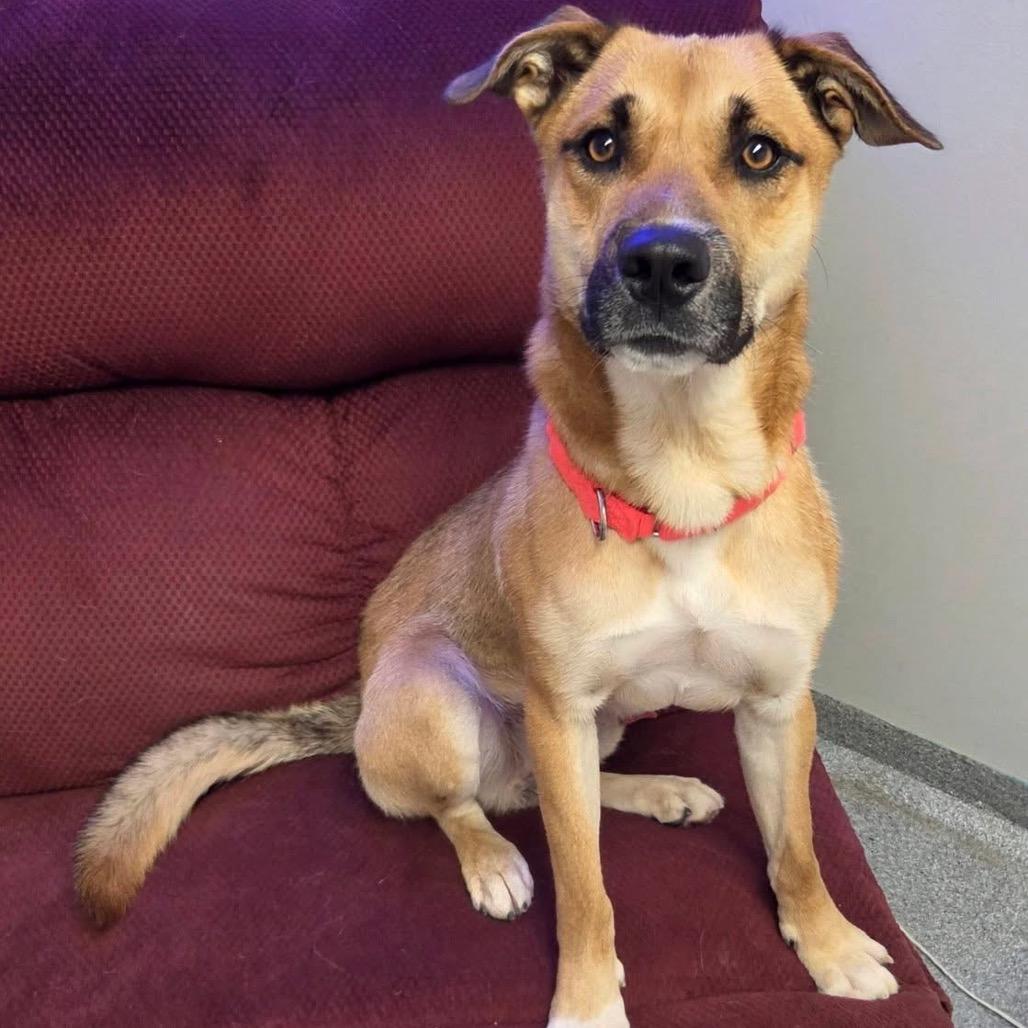 Enlarge Ralph, a Adoptable Shepherd in Batavia, OH image 2/6