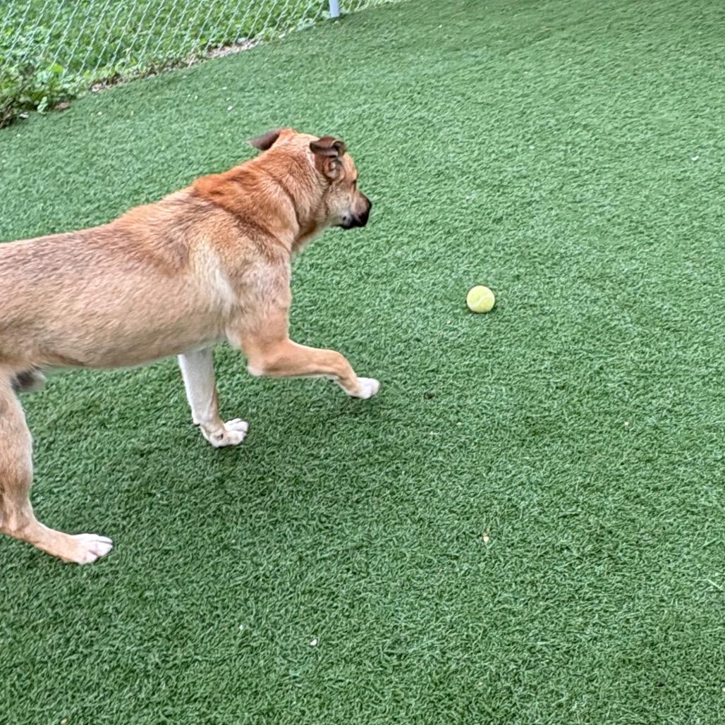 Ralph, Adoptable, Young Male Mixed Breed.