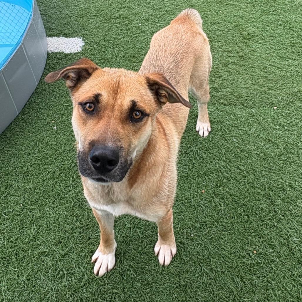 Enlarge Ralph, a Adoptable Mixed Breed in Batavia, OH image 2/4