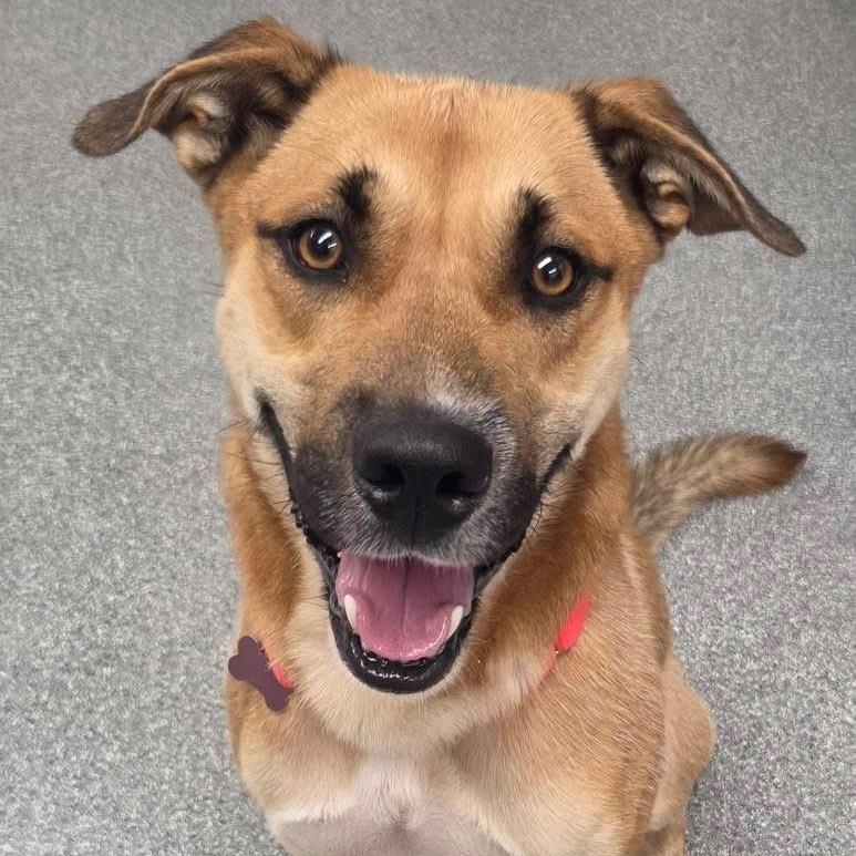 Enlarge Ralph, a Adoptable Shepherd in Batavia, OH image 4/6