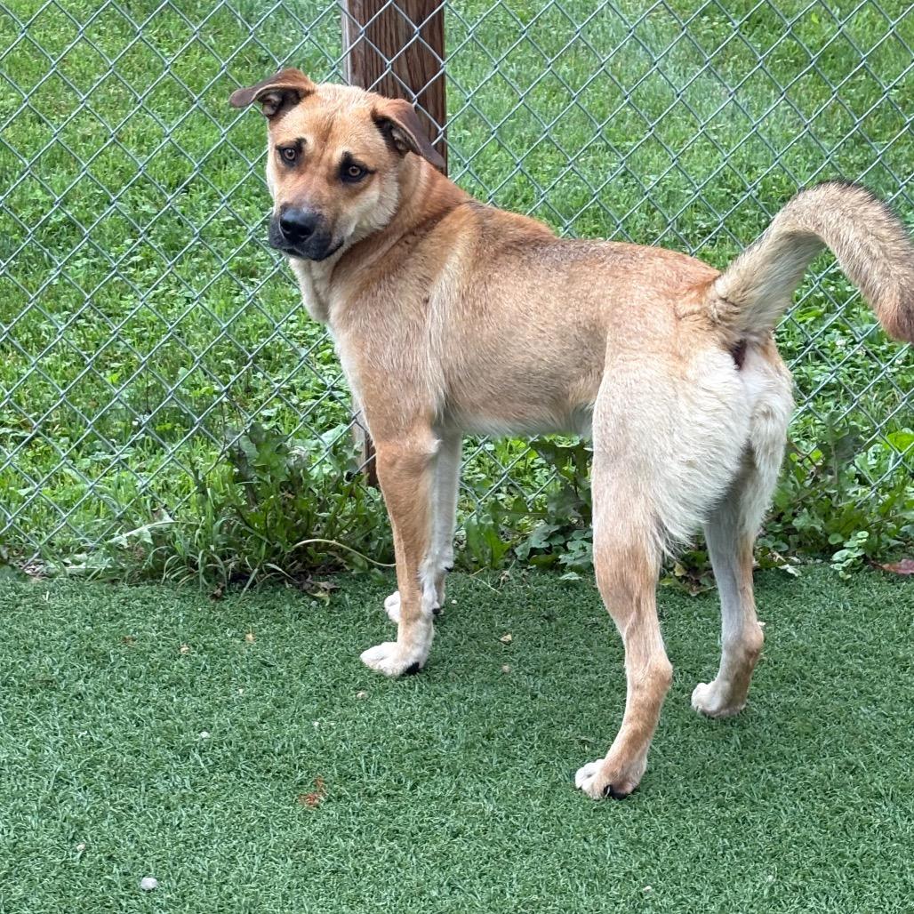 Enlarge Ralph, a Adoptable Mixed Breed in Batavia, OH image 3/4