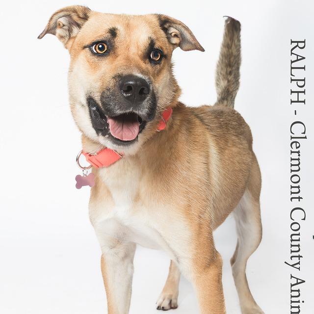 Enlarge Ralph, a Adoptable Mixed Breed in Batavia, OH image 4/4