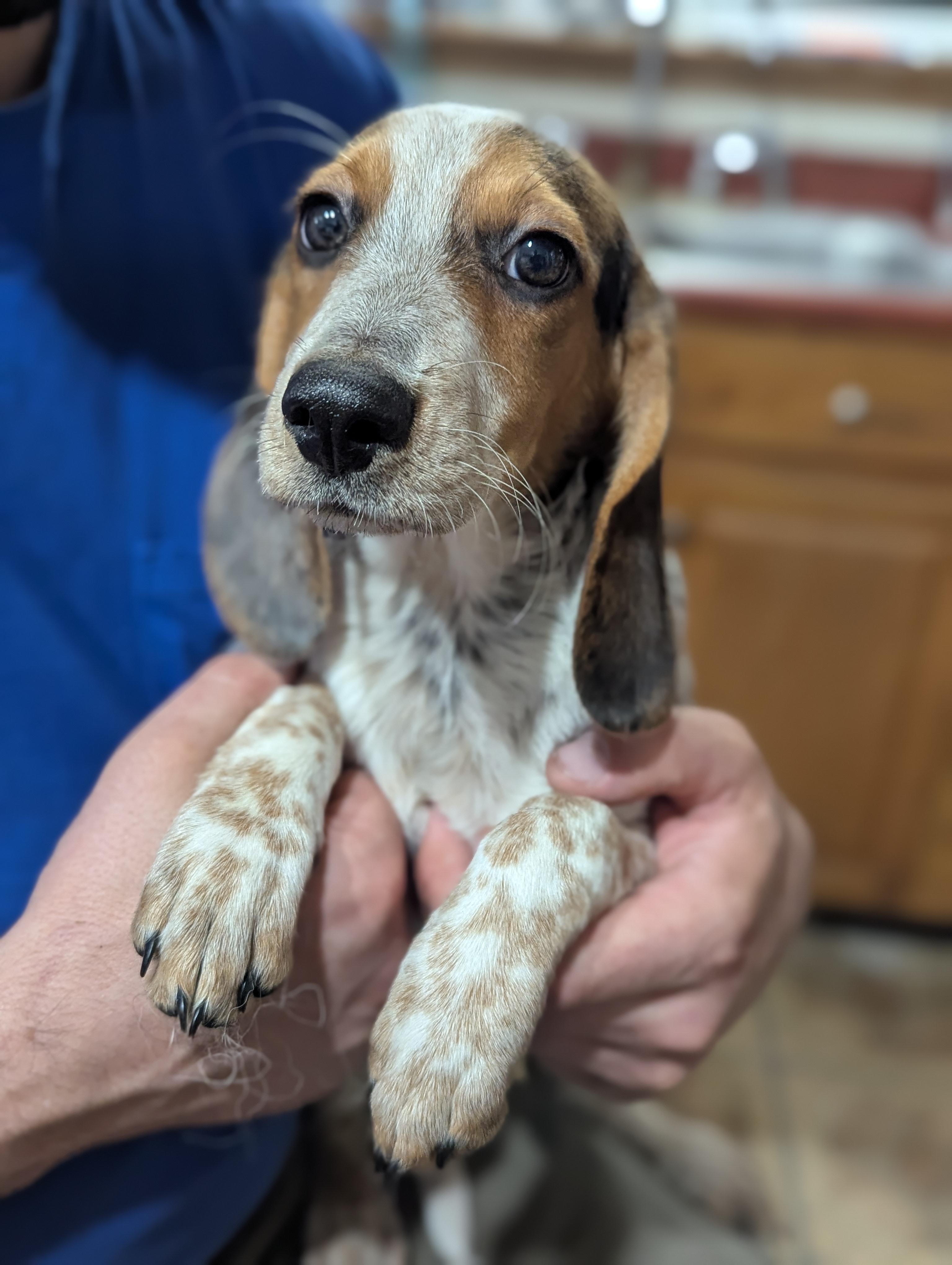Lily, Adopted, Puppy Female Beagle.