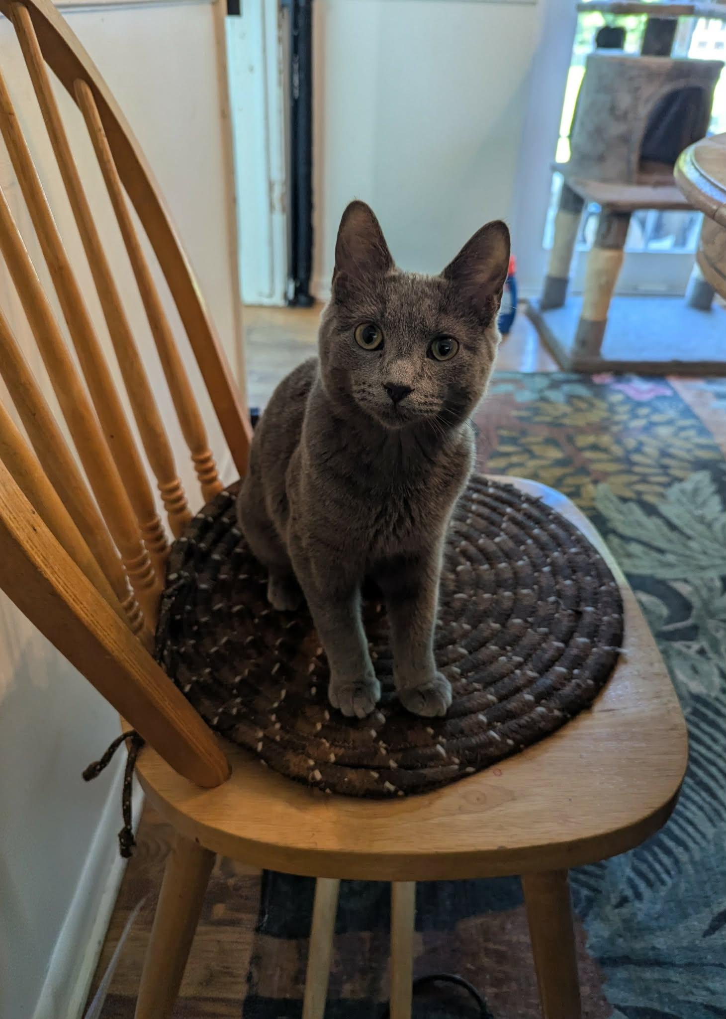Enlarge Samuel Hayden, a Adoptable Domestic Short Hair in New Baltimore, MI image 1/2