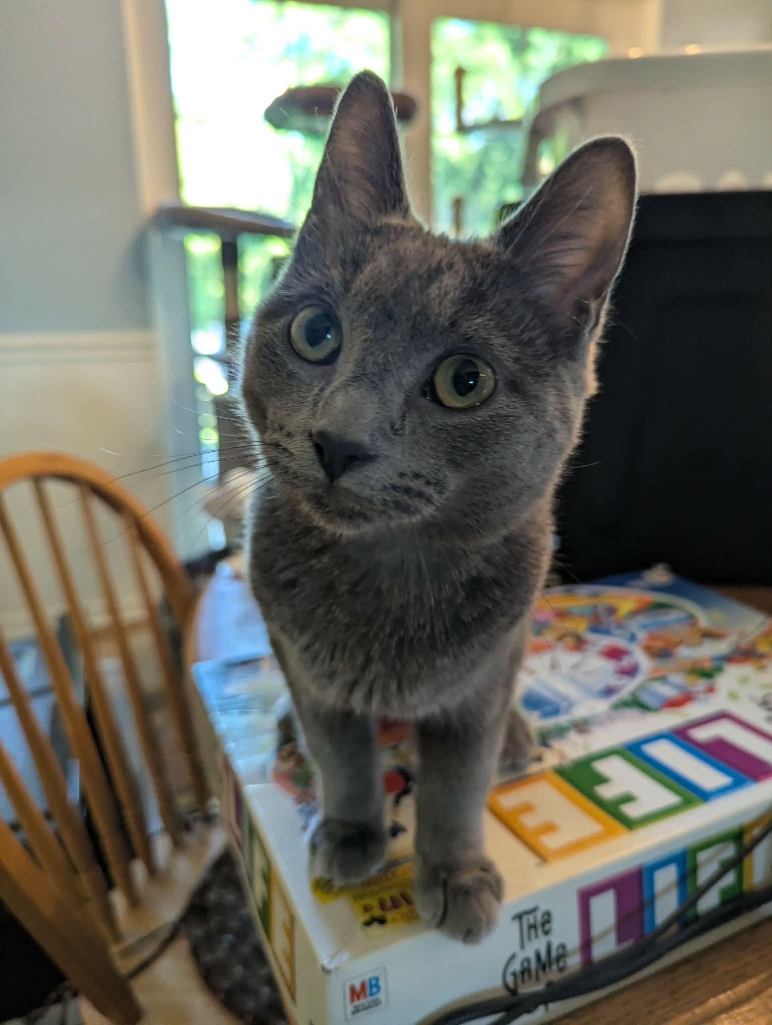 Enlarge Samuel Hayden, a Adoptable Domestic Short Hair in New Baltimore, MI image 2/2