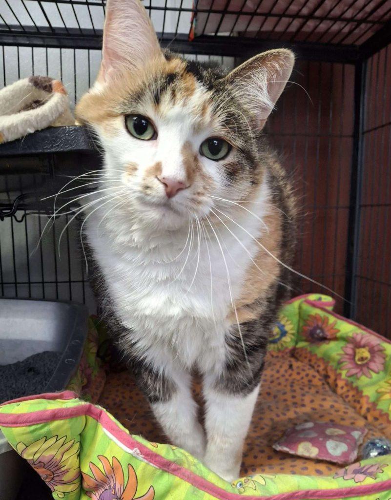 TRIXIE, ADOPTABLE, Adult Female Calico.