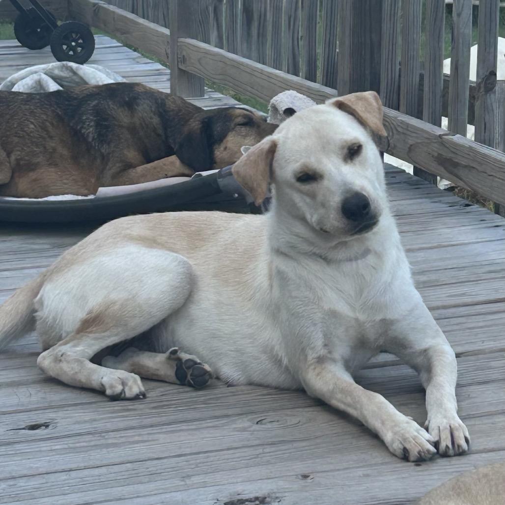 Enlarge Momma Mona, a Adoptable mixed breed in Montgomery, TX image 1/5