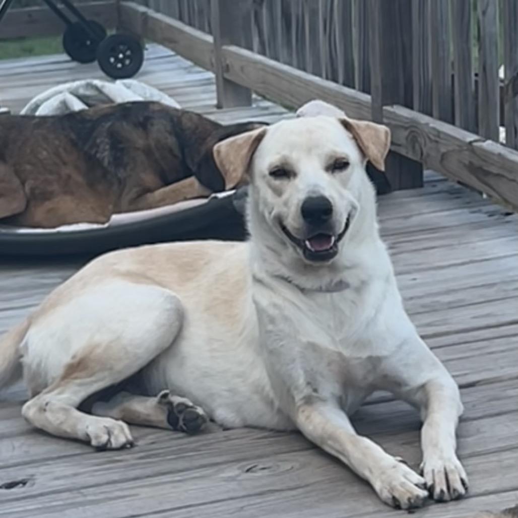 Enlarge Momma Mona, a Adoptable mixed breed in Montgomery, TX image 2/5
