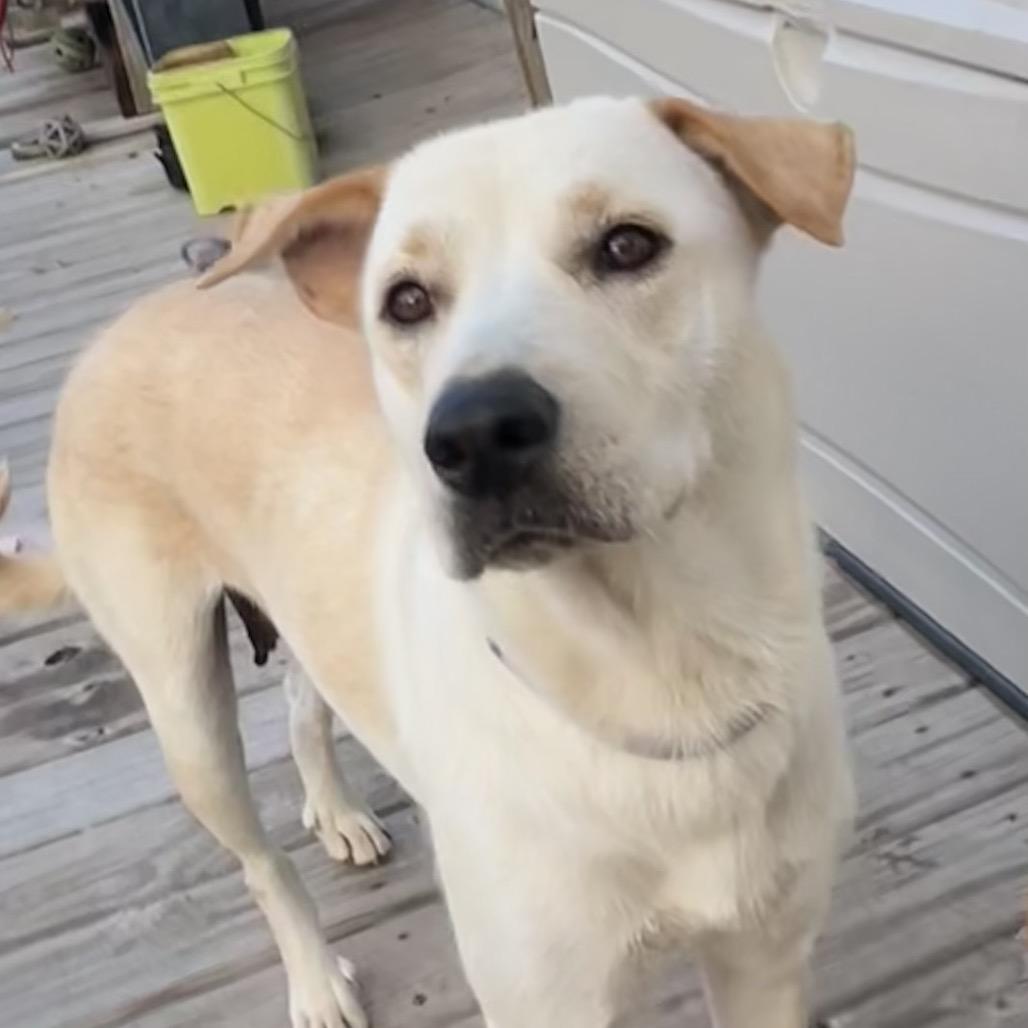 Enlarge Momma Mona, a Adoptable mixed breed in Montgomery, TX image 5/5