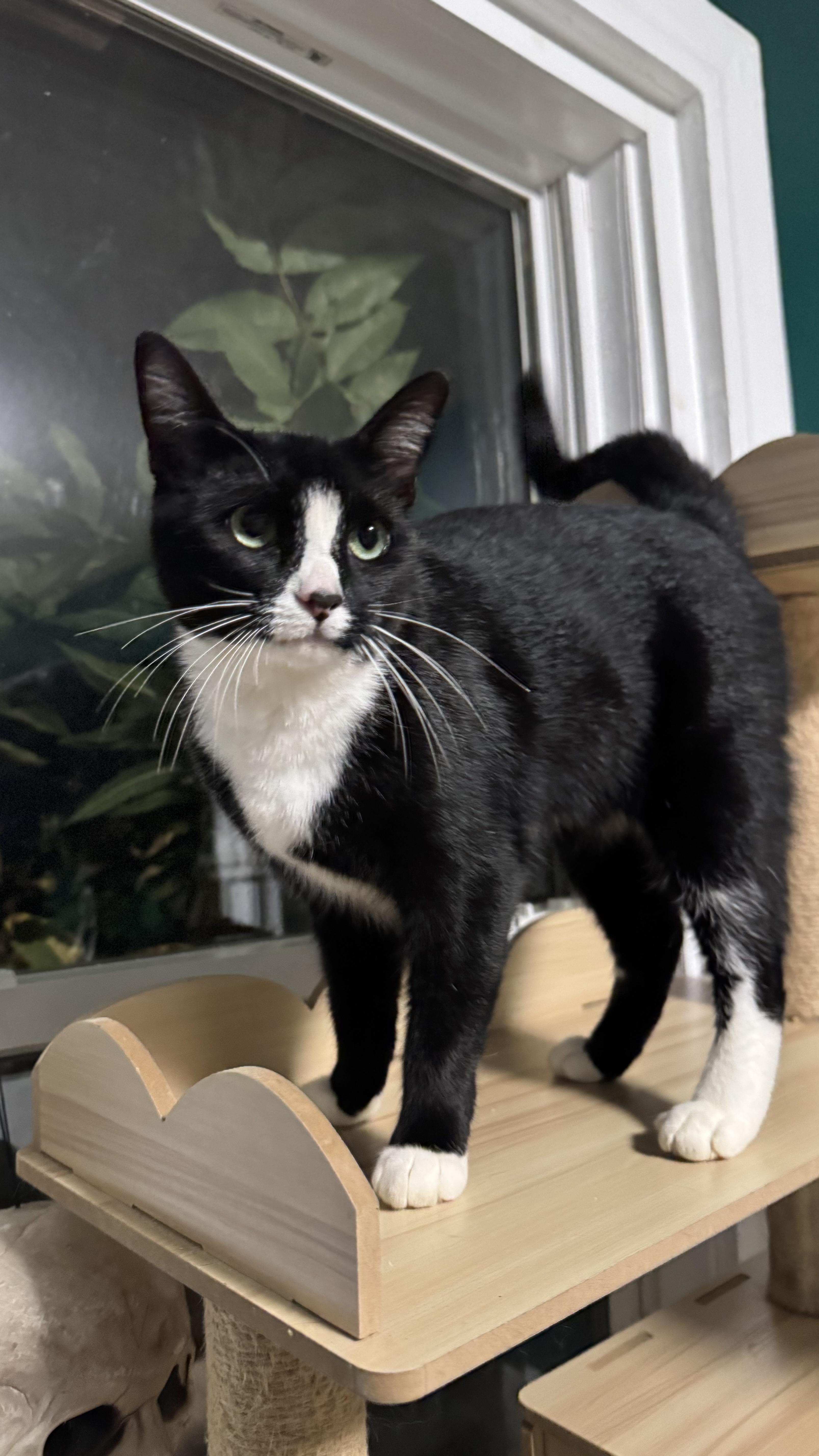 Enlarge Coyote, a Adoptable Domestic Short Hair in Greensboro, NC image 2/2