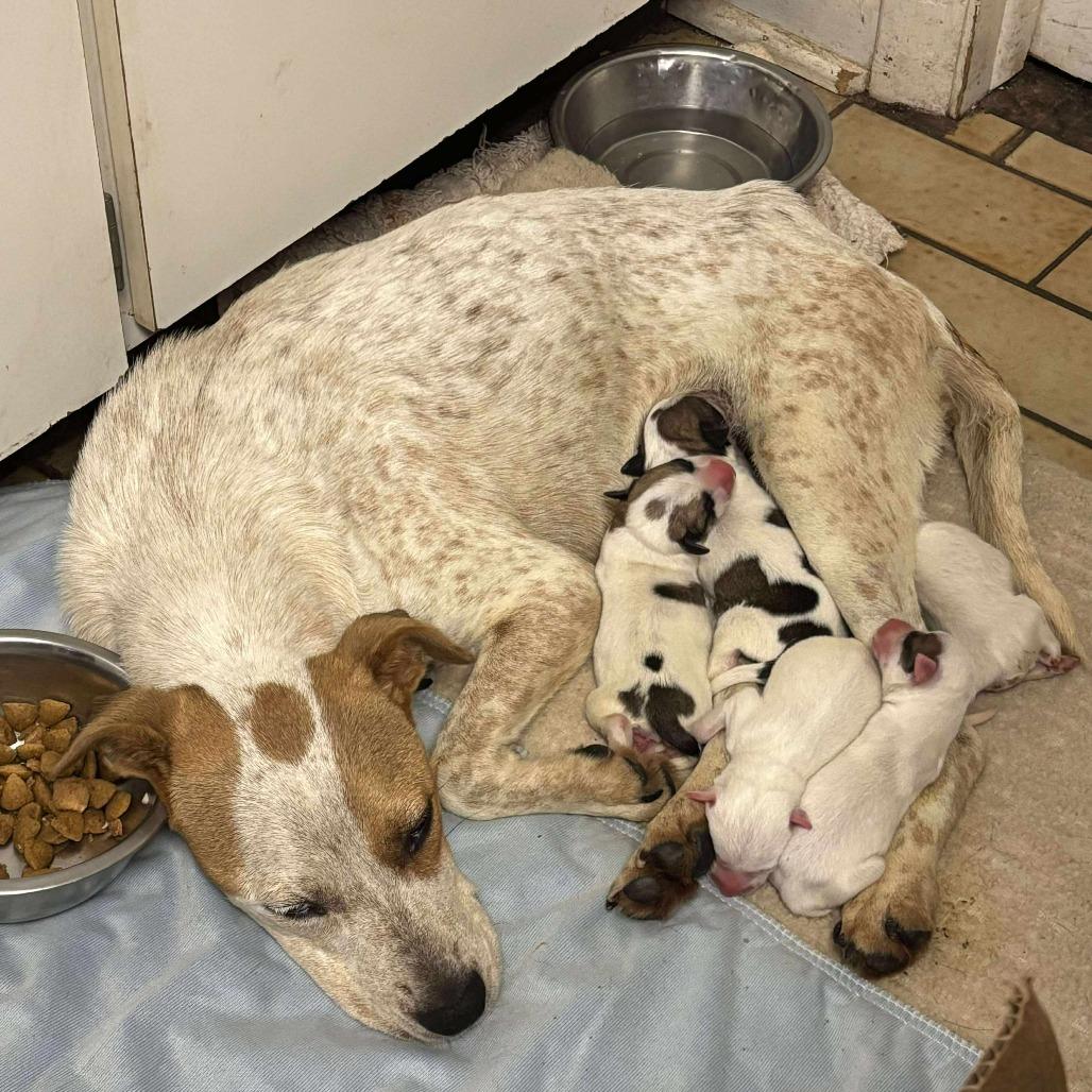 Ditto, Adoptable, Puppy Female Cattle Dog.