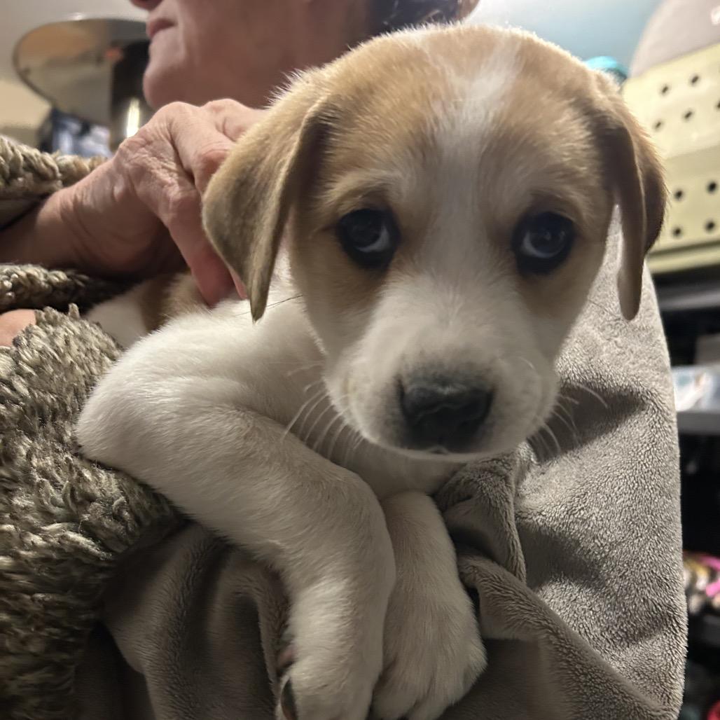 Enlarge Ditto, a Adoptable mixed breed in Phoenix, MD image 2/3