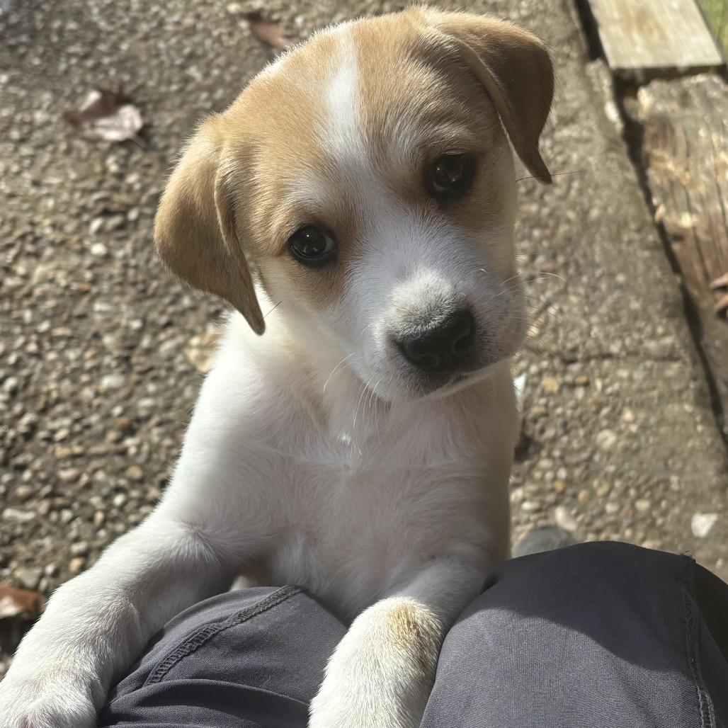 Enlarge Ditto, a Adoptable mixed breed in Phoenix, MD image 3/3