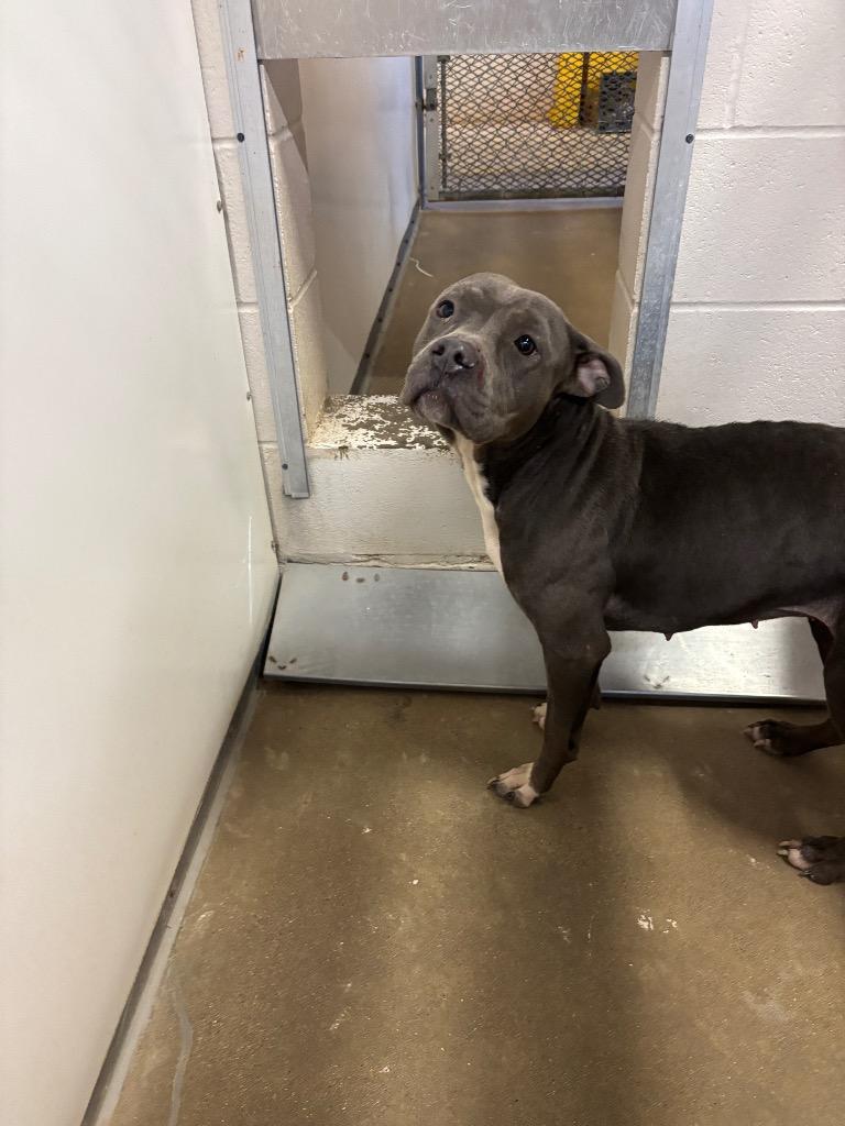 PINKY, Adoptable, Adult Female Pit Bull Terrier.