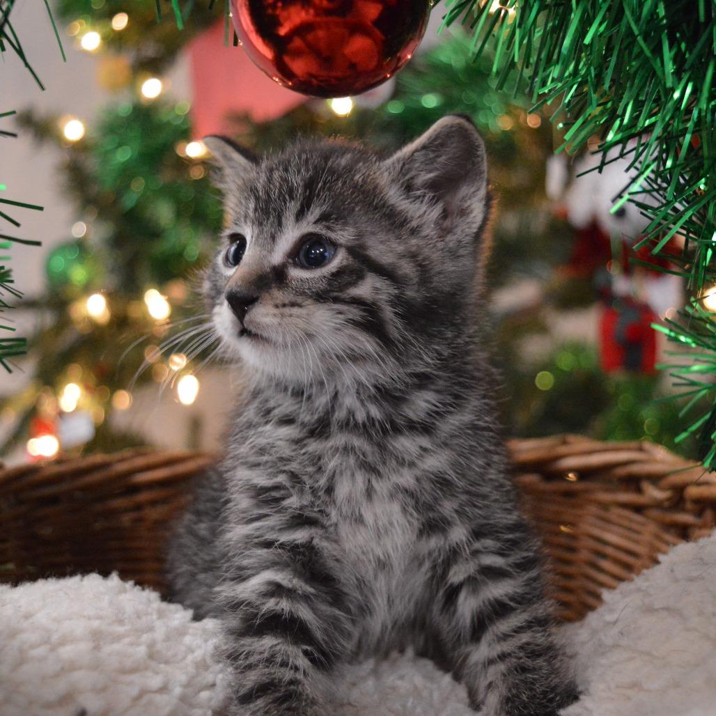 Spitfire, Adoptable, Kitten Male Domestic Short Hair.