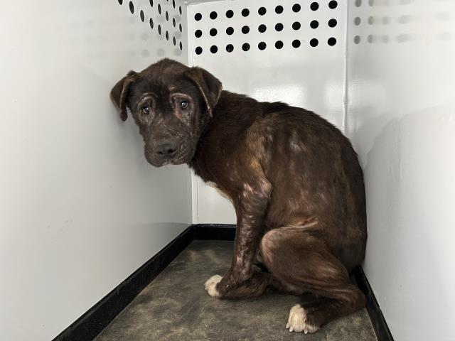 Enlarge A251364, a Adoptable mixed breed in Visalia, CA image 1/1