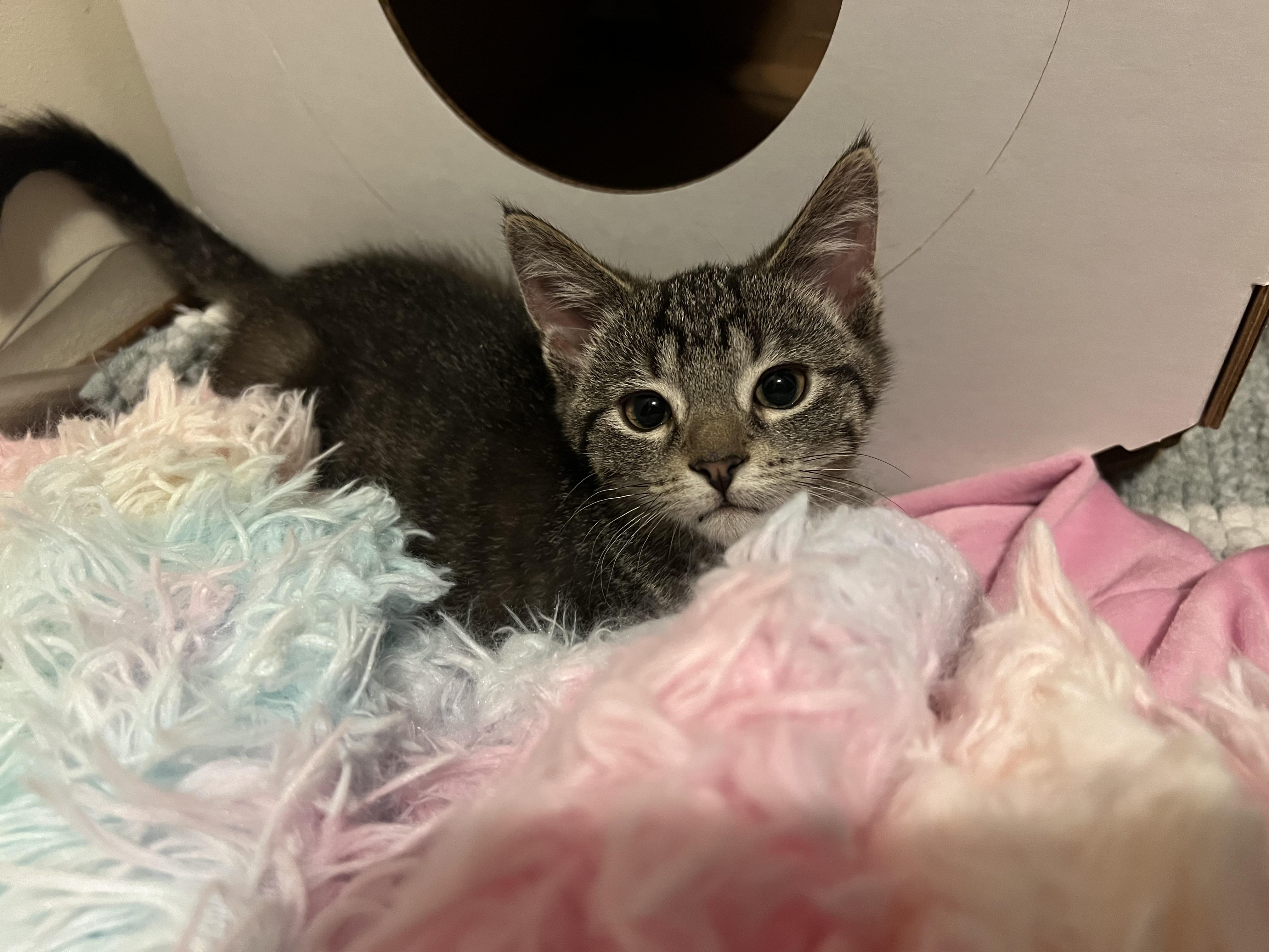 Bonnie, an adopted Domestic Short Hair in Stoughton, WI image 6/6