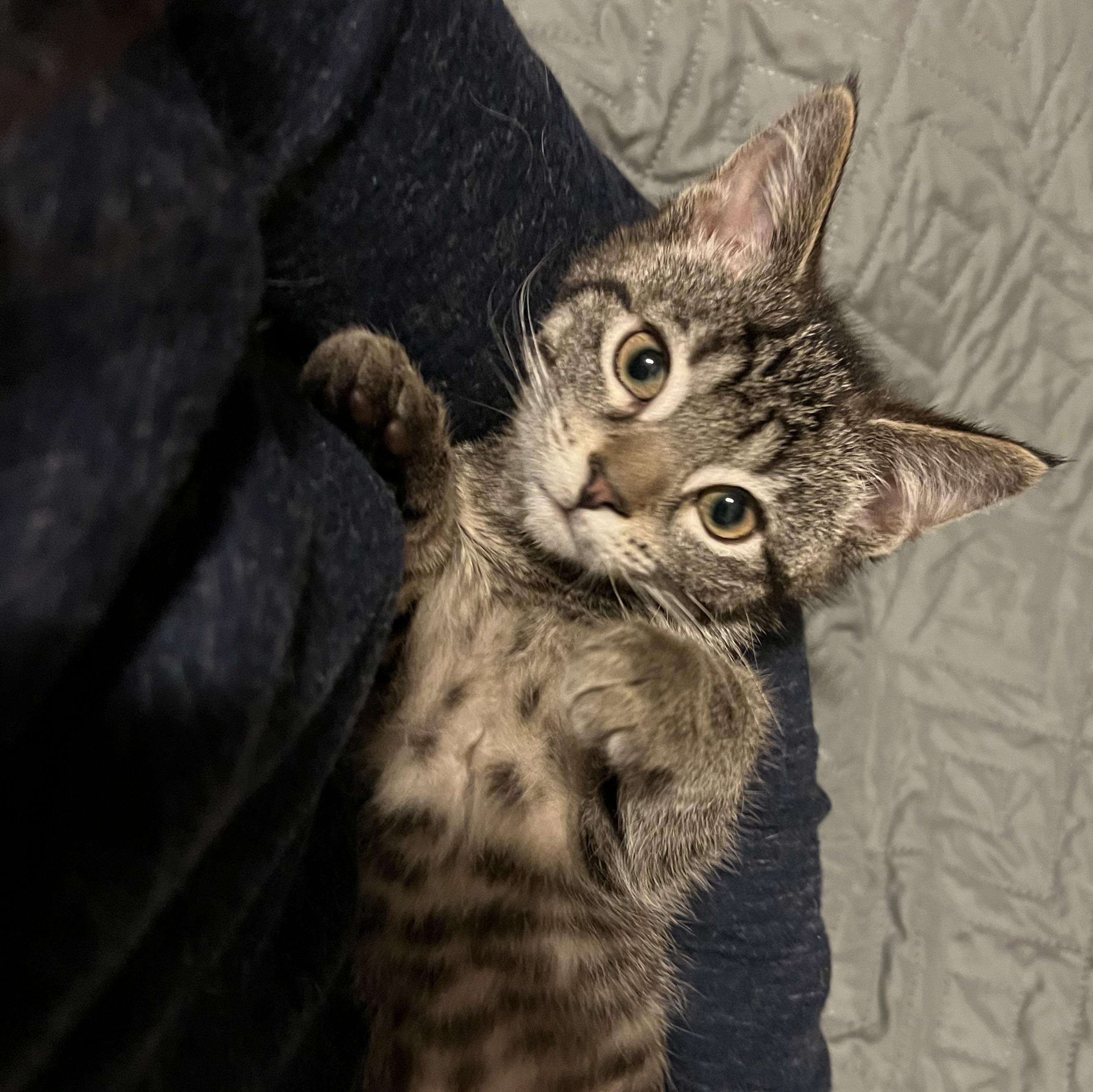 Bonnie, an adopted Domestic Short Hair in Stoughton, WI image 4/6