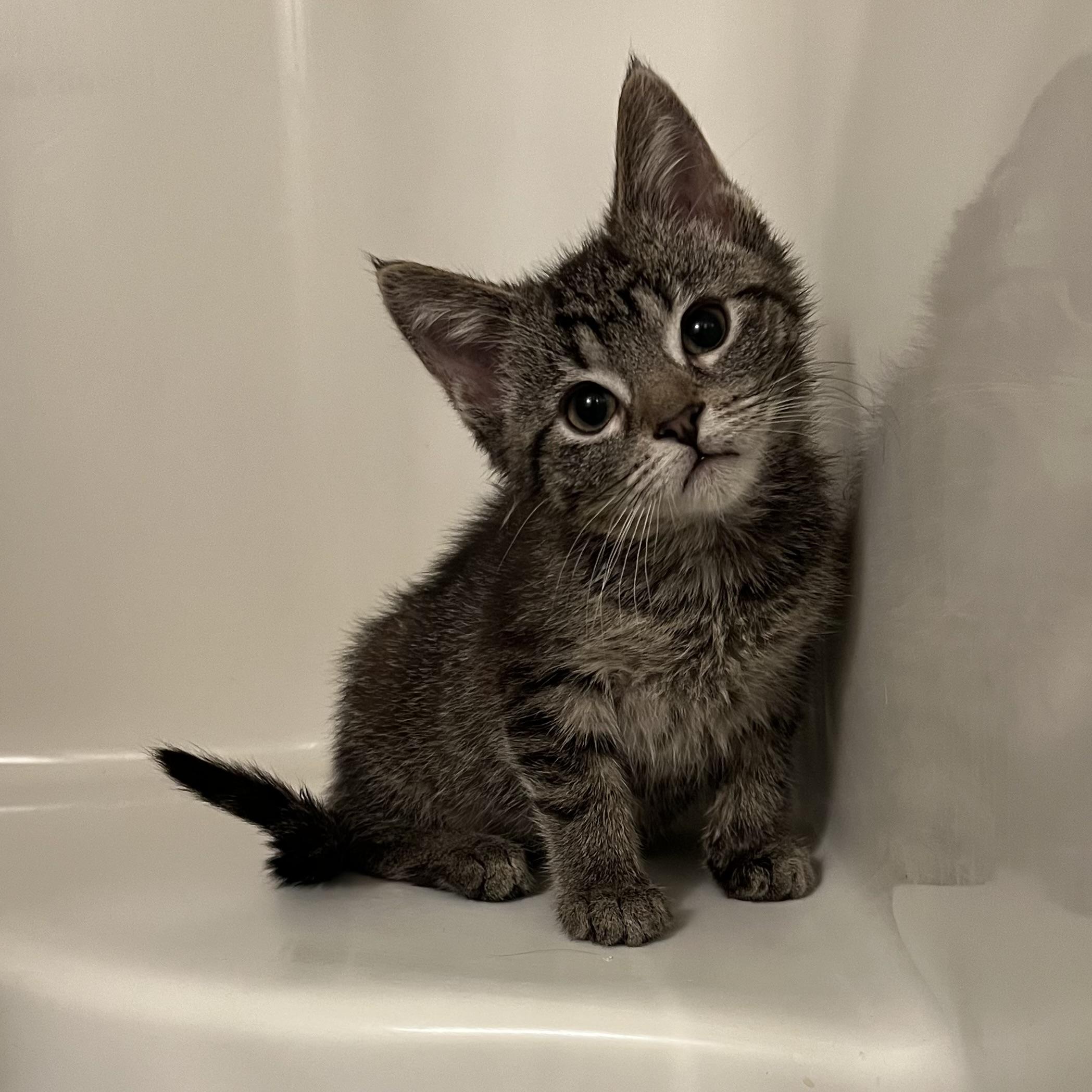 Bonnie, an adopted Domestic Short Hair in Stoughton, WI image 1/6