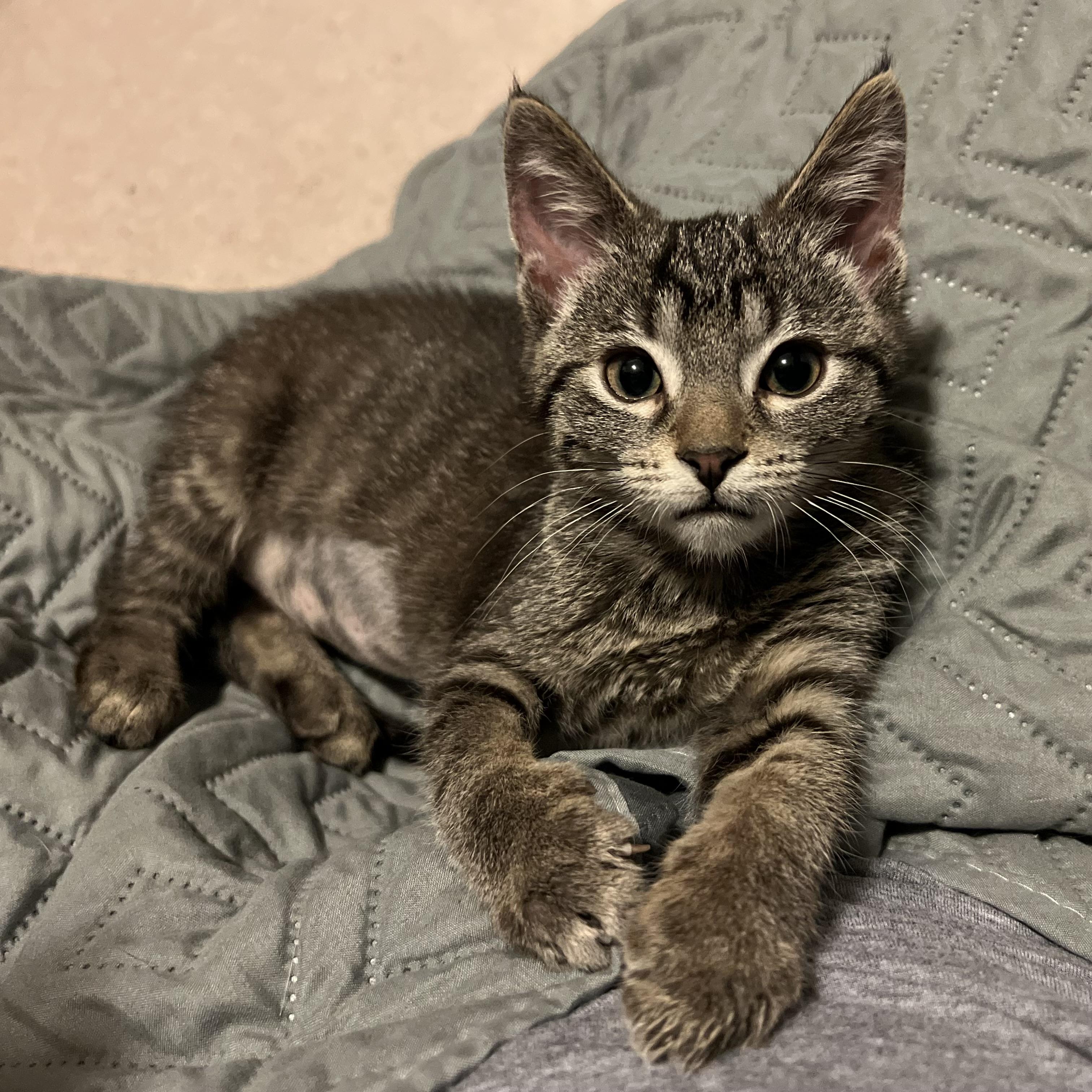 Bonnie, an adopted Domestic Short Hair in Stoughton, WI image 2/6