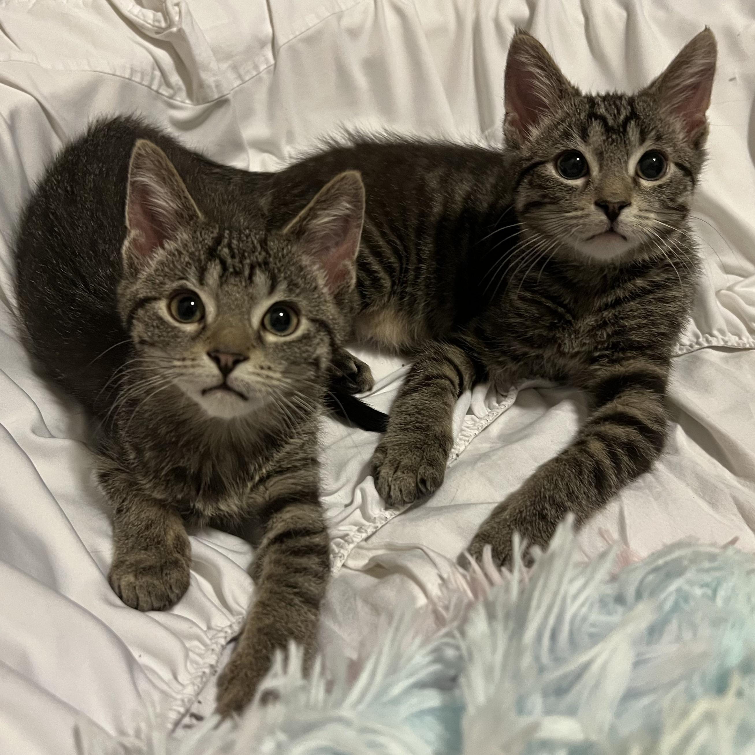 Bonnie, an adopted Domestic Short Hair in Stoughton, WI image 3/6