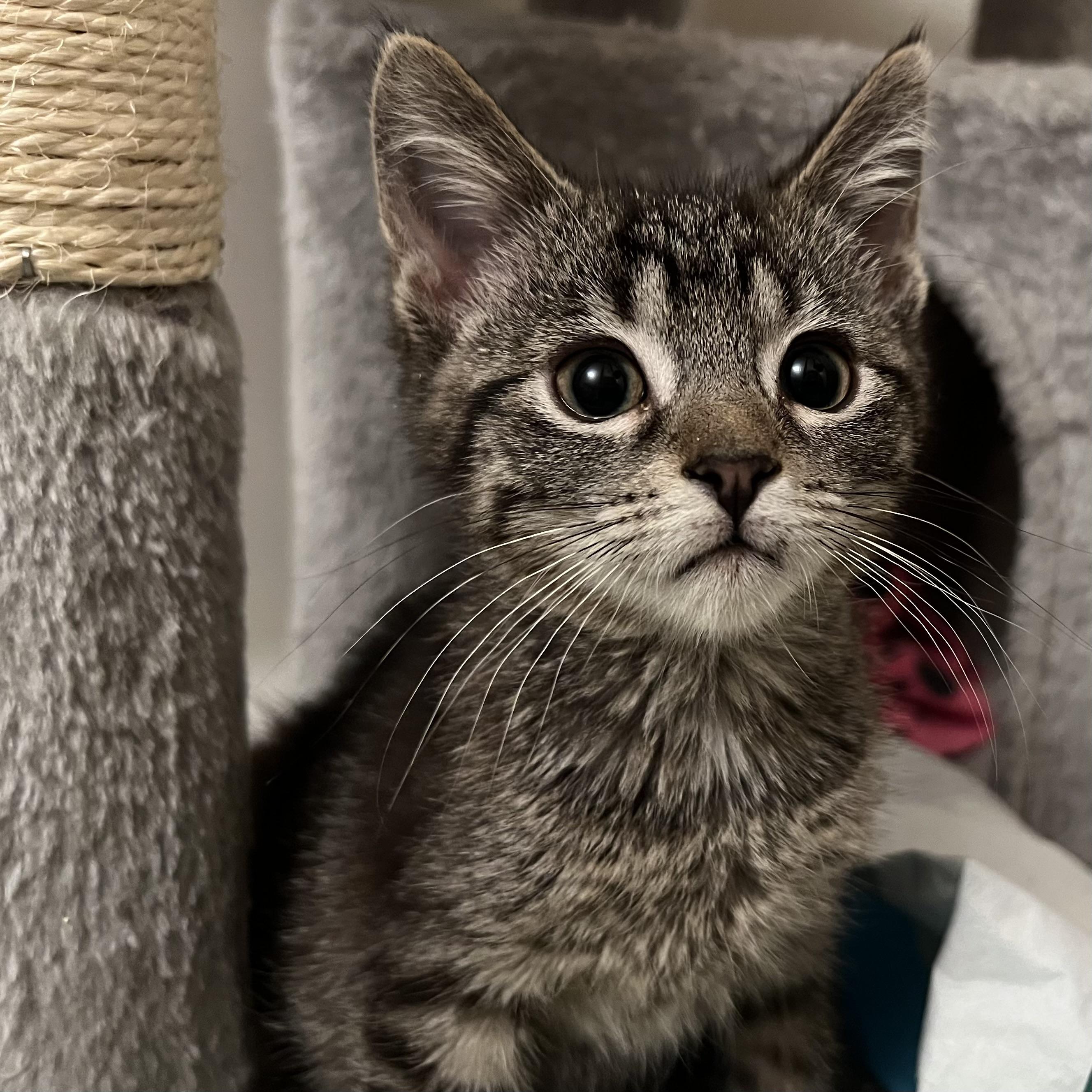 Bonnie, an adopted Domestic Short Hair in Stoughton, WI image 5/6