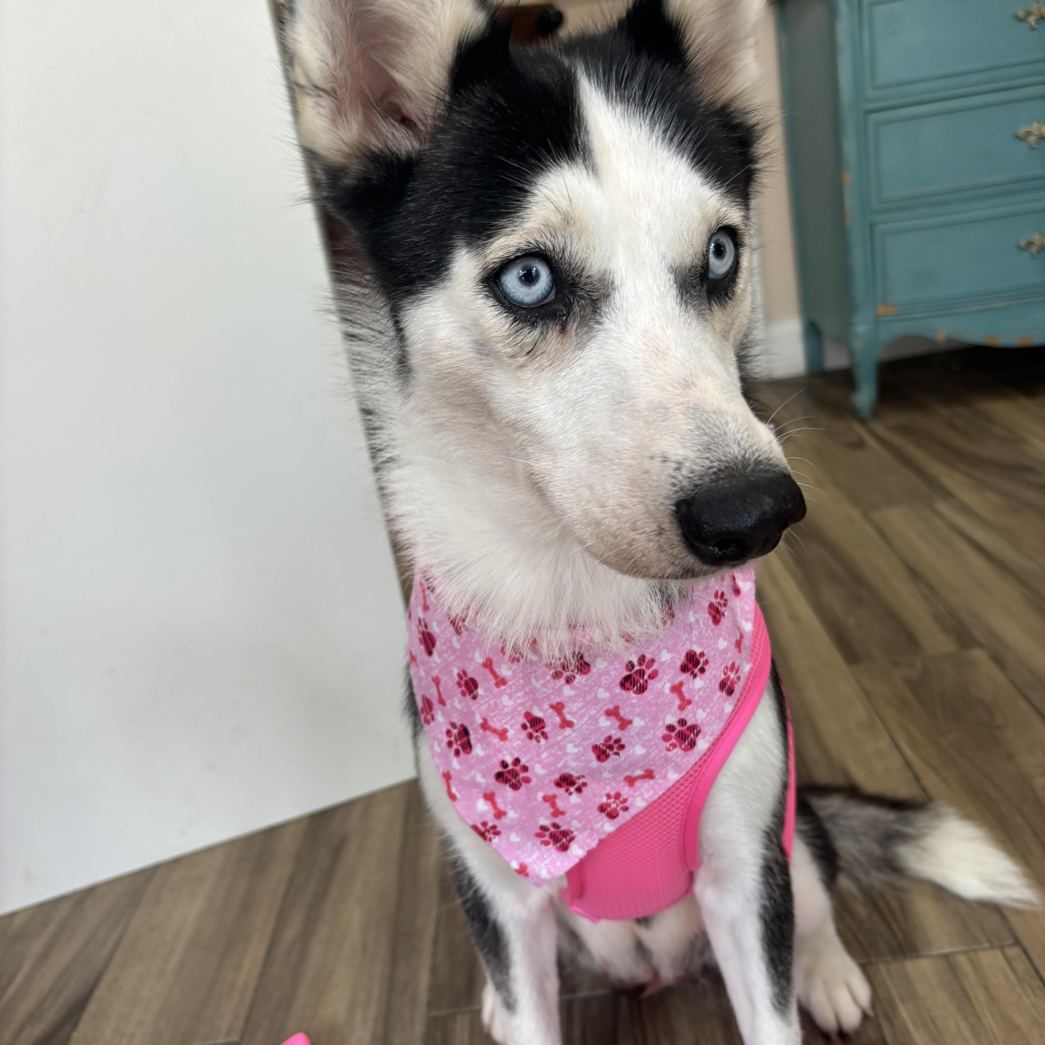 Aniu, a Adoptable Husky in tampa, FL image 1/3