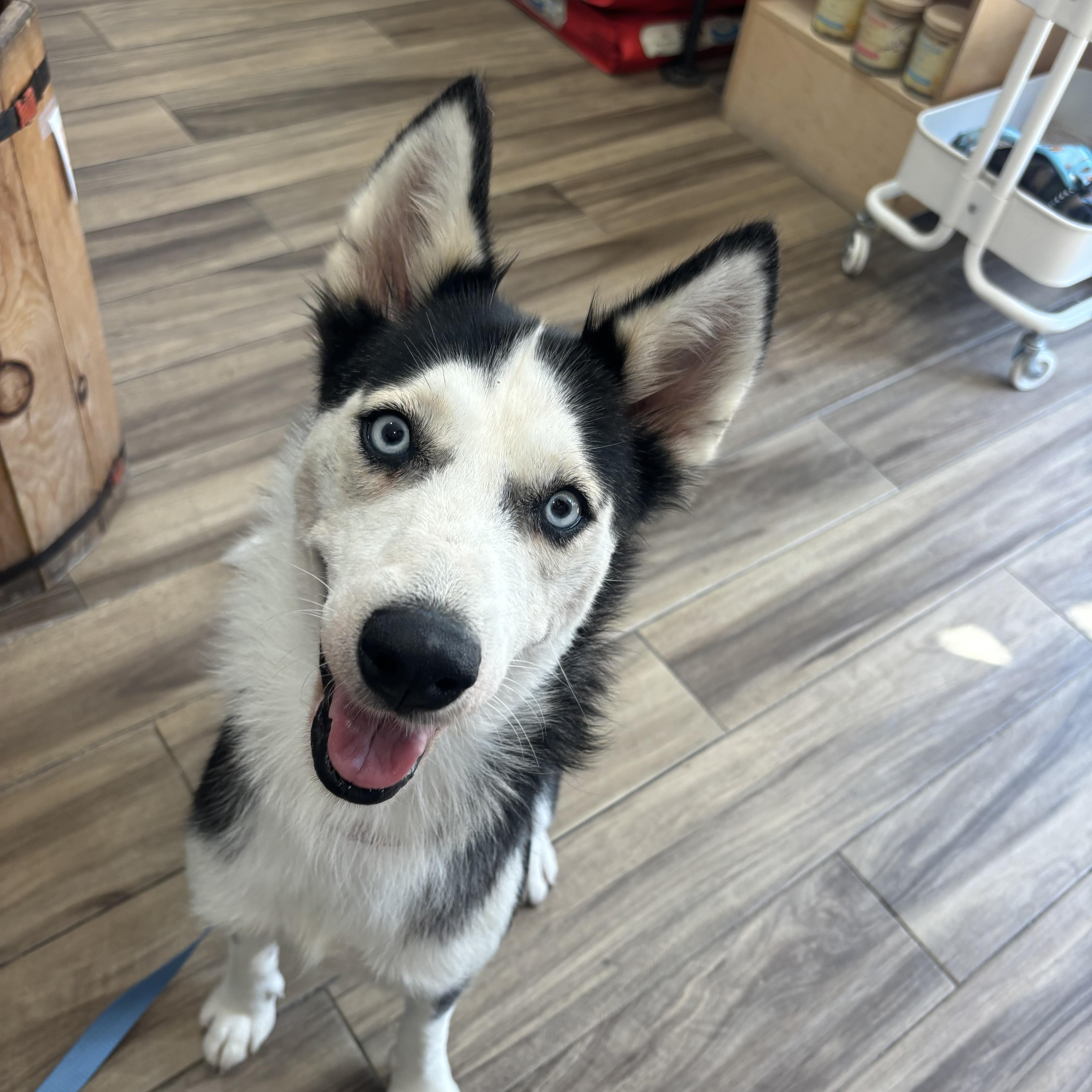 Aniu, a Adoptable Husky in tampa, FL image 2/3