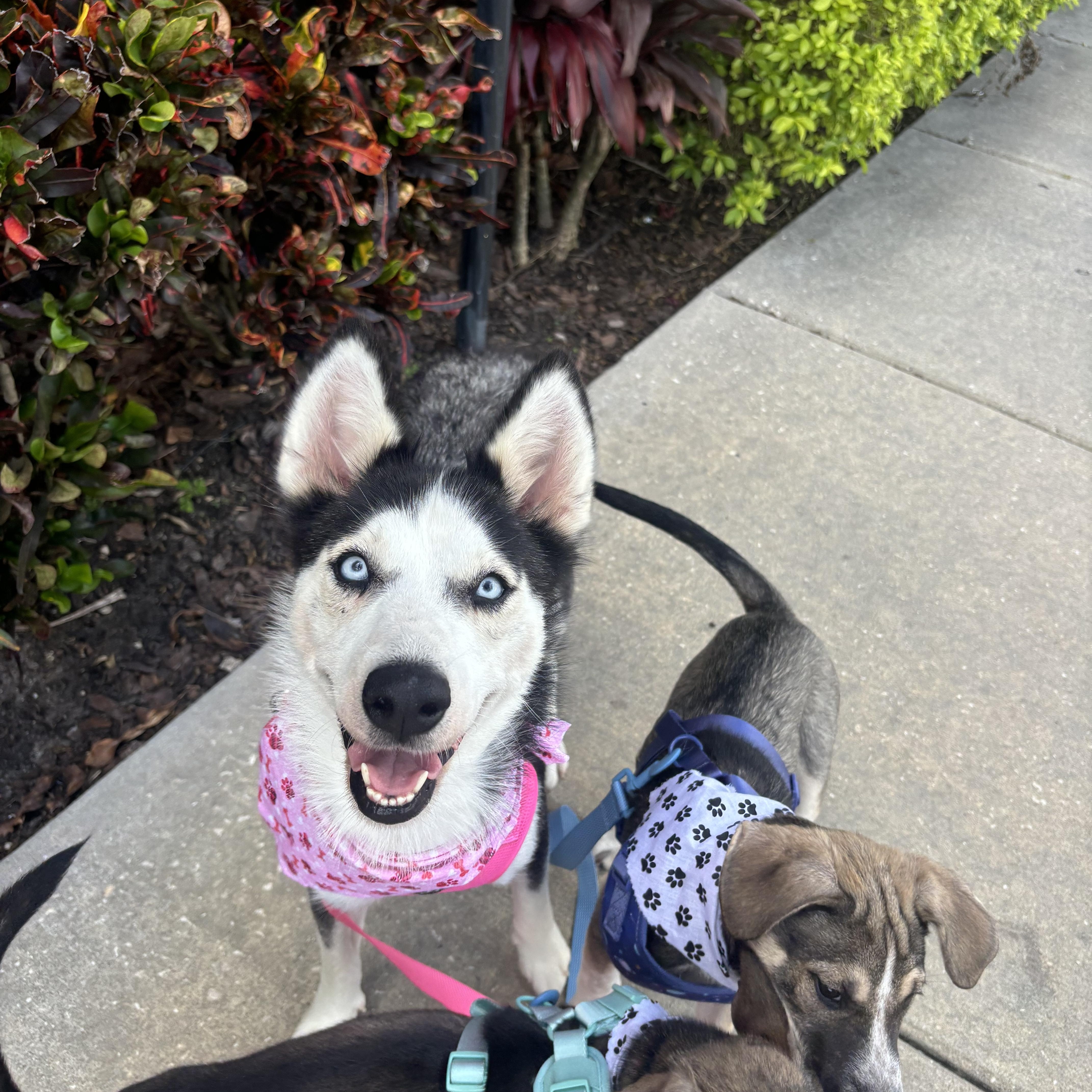 Aniu, a Adoptable Husky in tampa, FL image 3/3