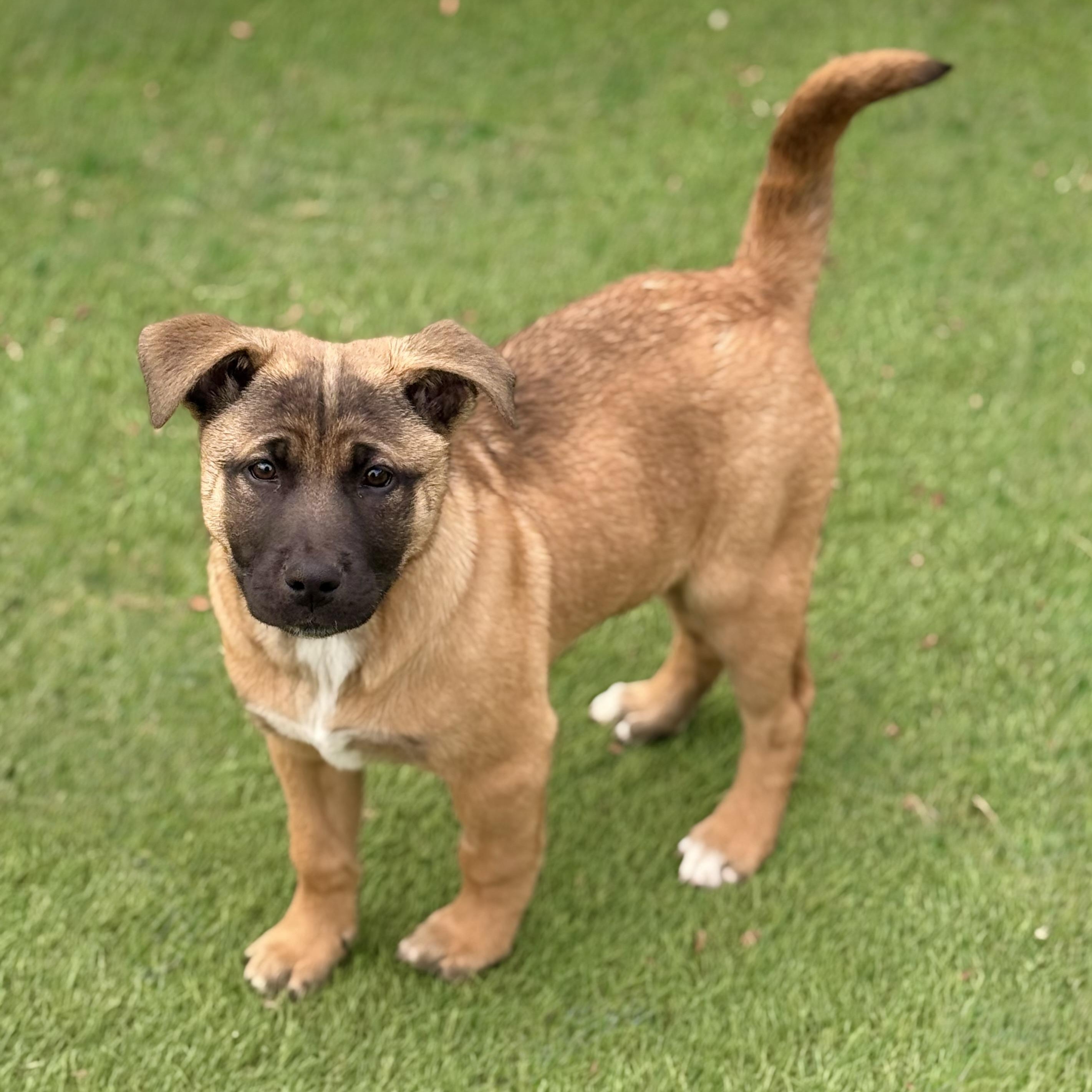 Aurora, a Adoptable mixed breed in Glenolden, PA image 4/6