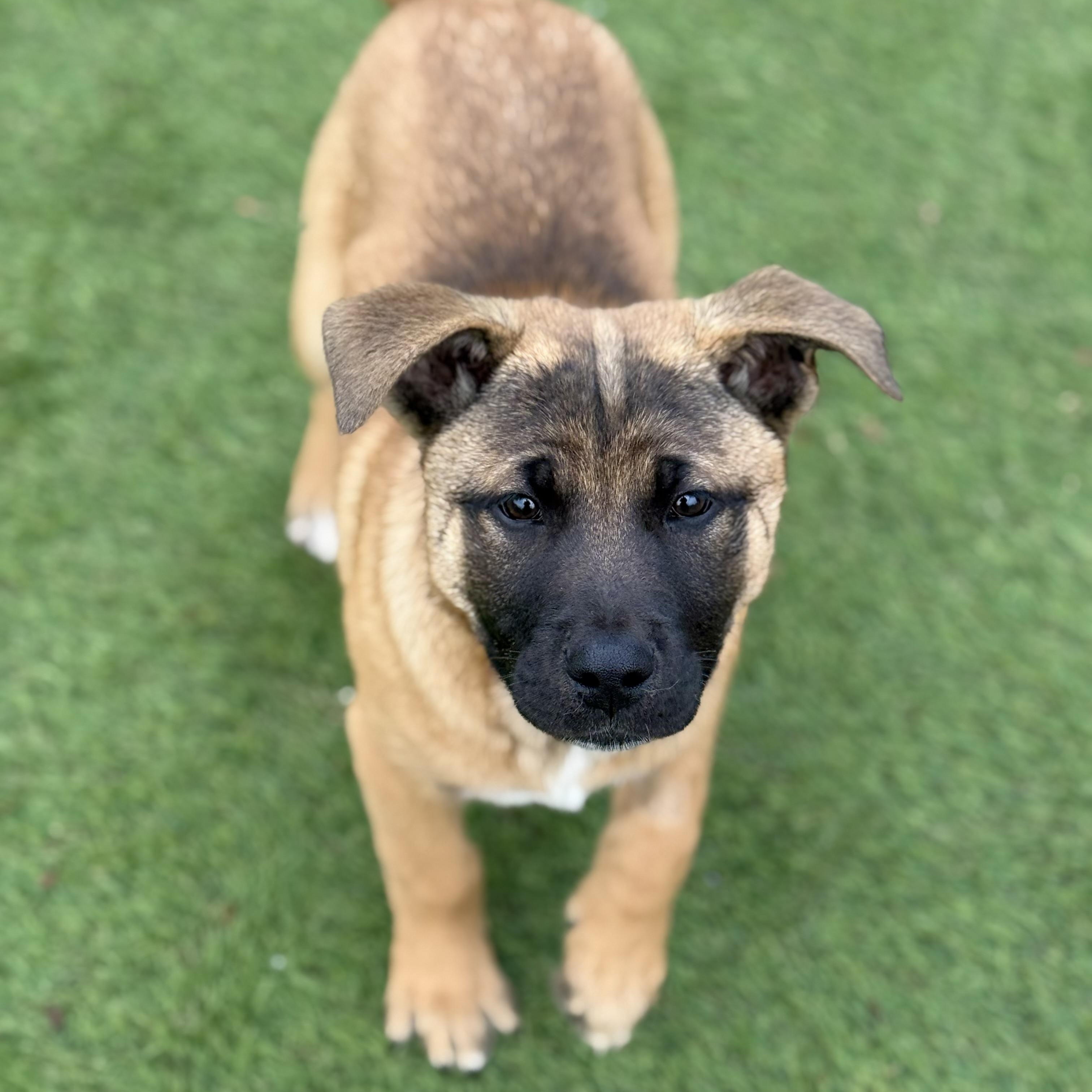 Aurora, a Adoptable mixed breed in Glenolden, PA image 2/6