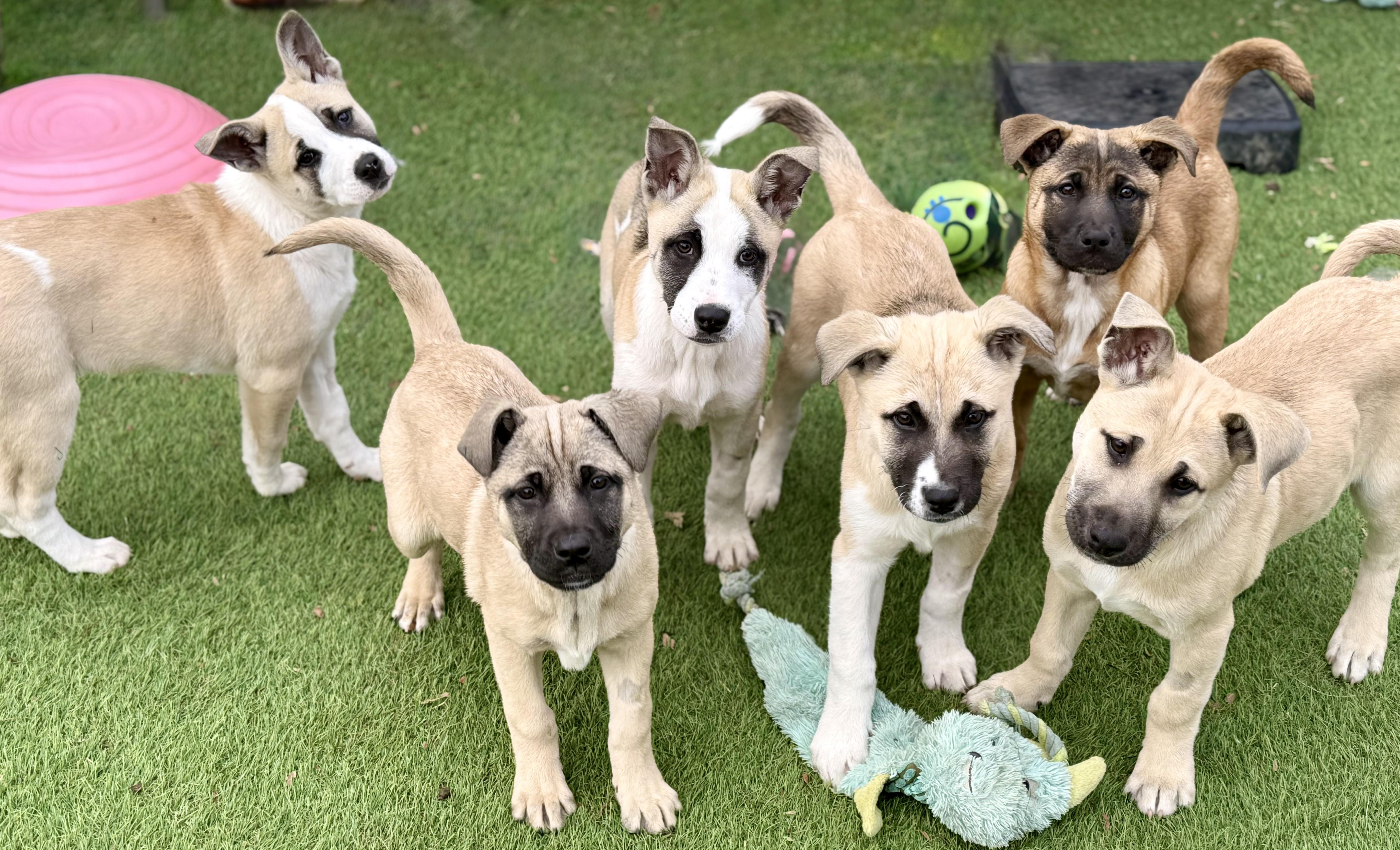 Aurora, a Adoptable mixed breed in Glenolden, PA image 3/6