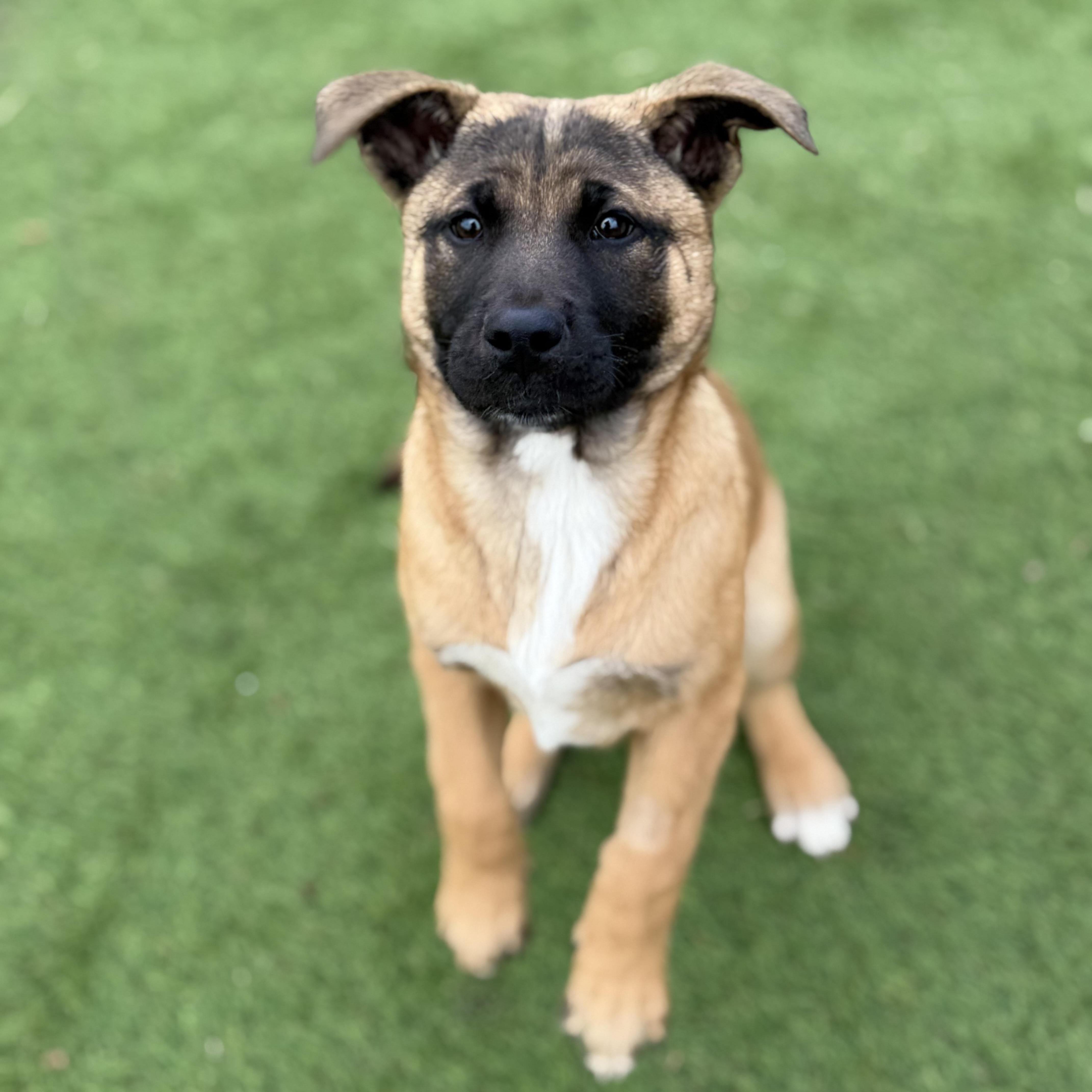 Aurora, Adoptable, Puppy Female Akita & German Shepherd Dog.