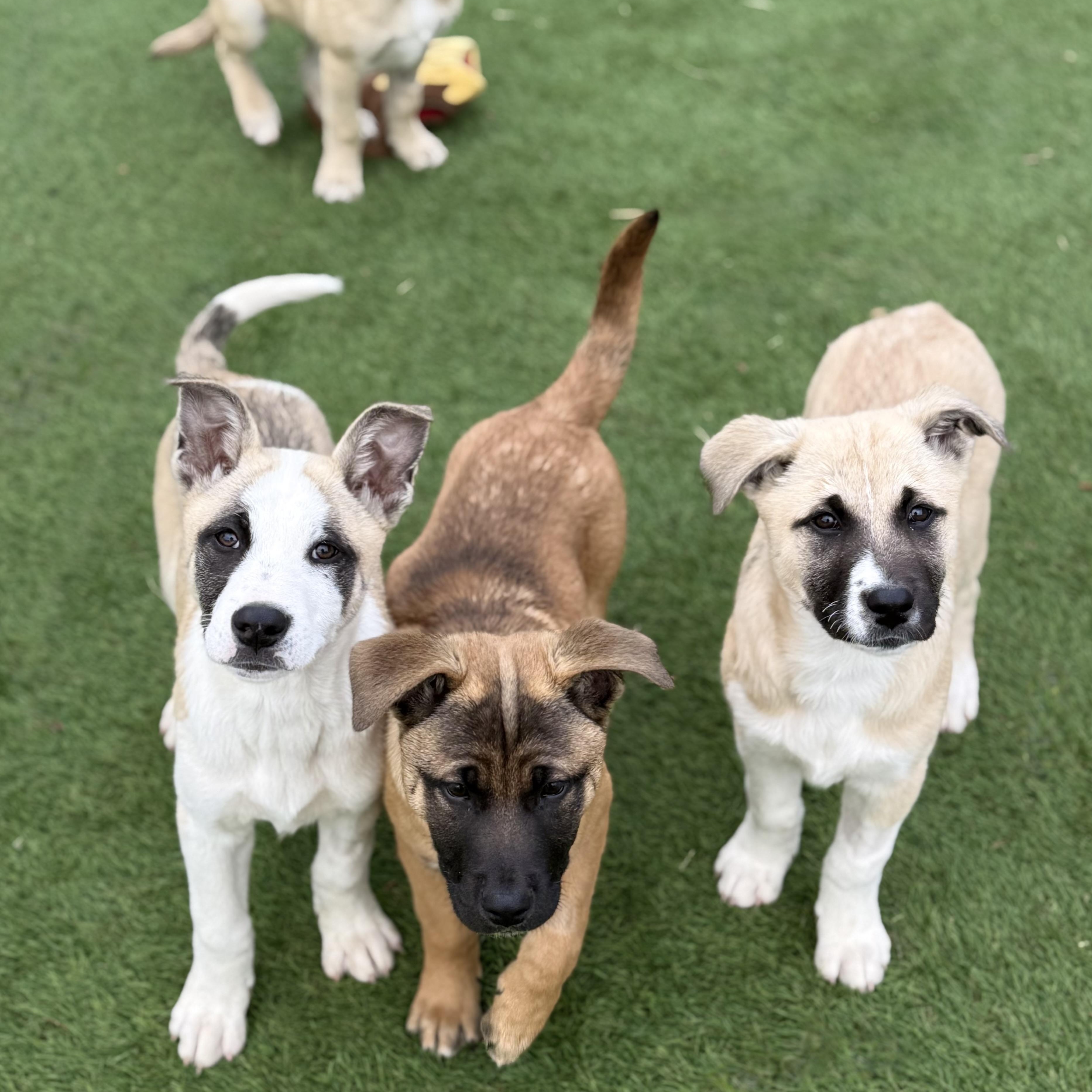 Aurora, a Adoptable mixed breed in Glenolden, PA image 5/6