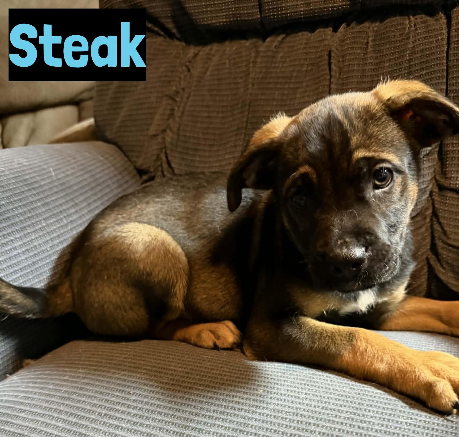 Enlarge Steak, a ADOPTABLE mixed breed in Grand Rapids, MI image 1/1