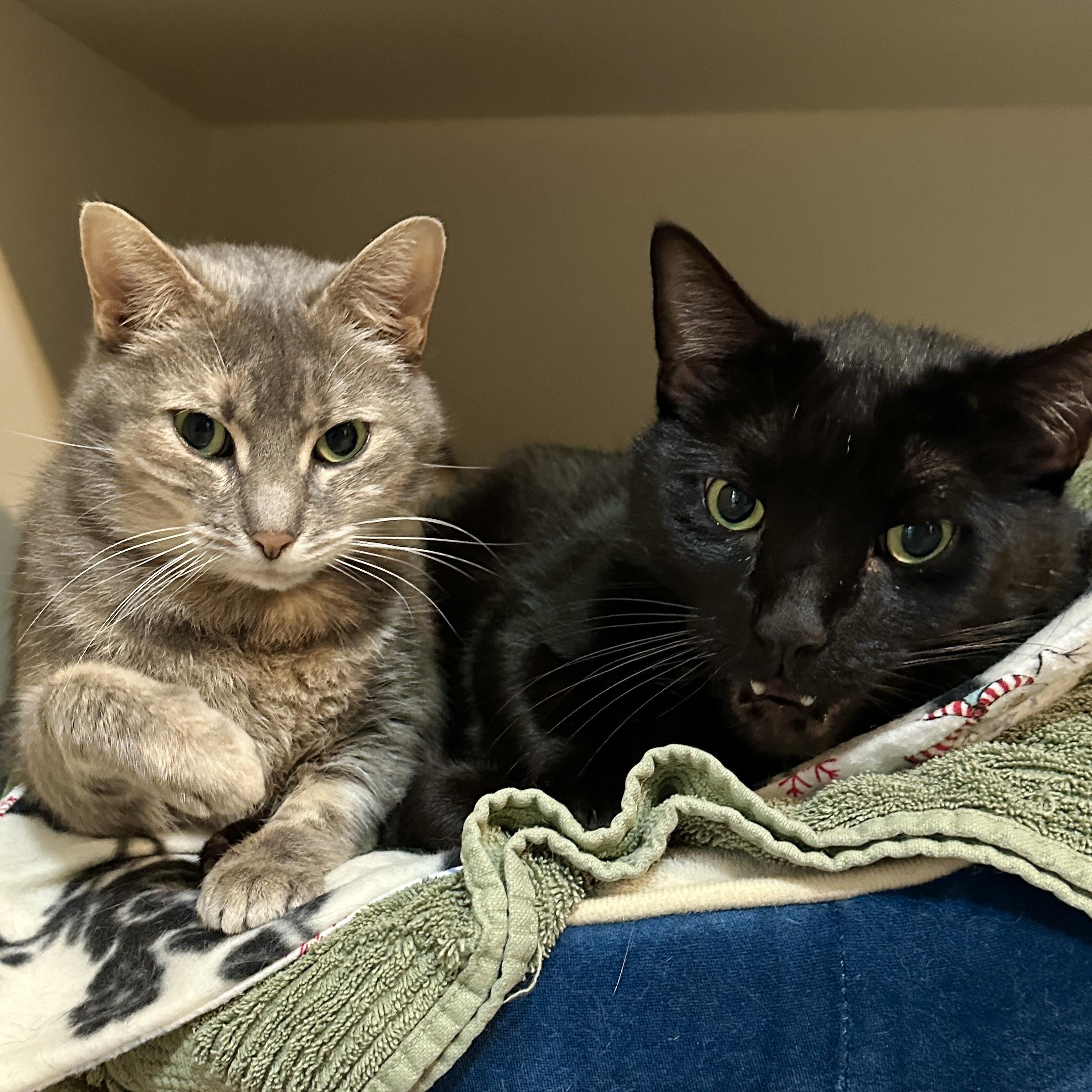 Enlarge Precious, a Adoptable Domestic Short Hair in Victor, NY image 4/6