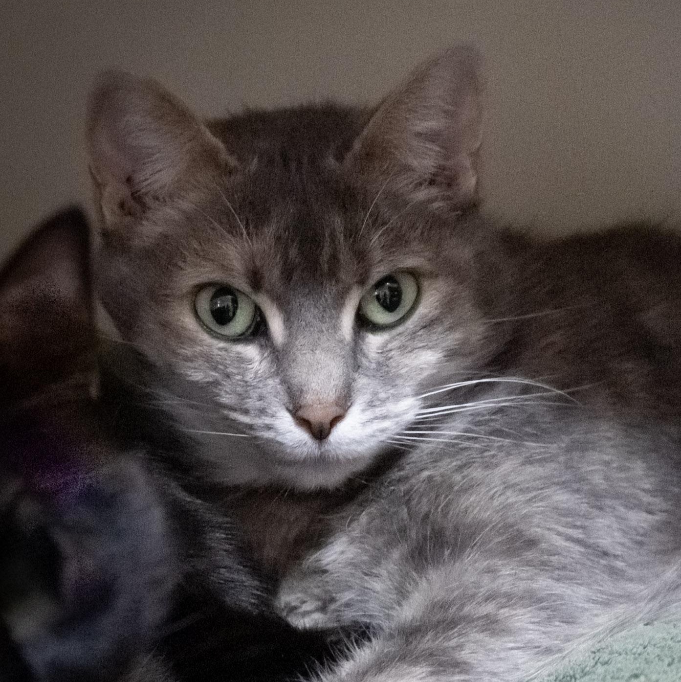 Enlarge Precious, a Adoptable Domestic Short Hair in Victor, NY image 2/6