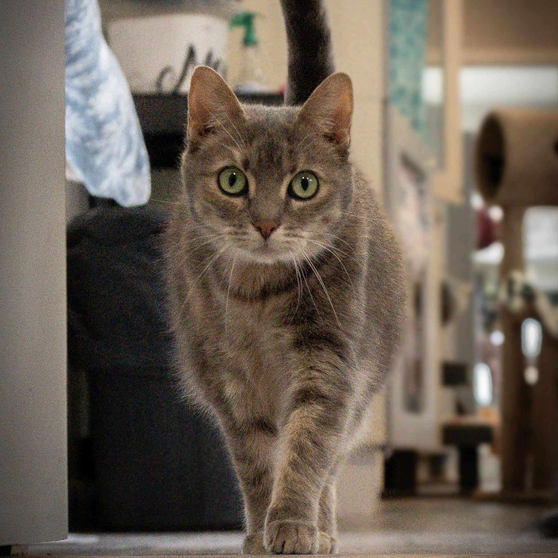 Enlarge Precious, a Adoptable Domestic Short Hair in Victor, NY image 5/6