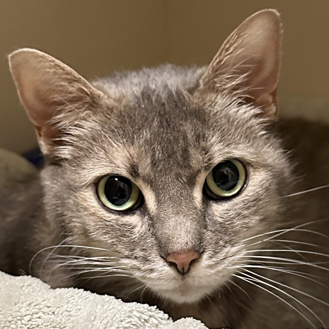 Enlarge Precious, a Adoptable Domestic Short Hair in Victor, NY image 3/6