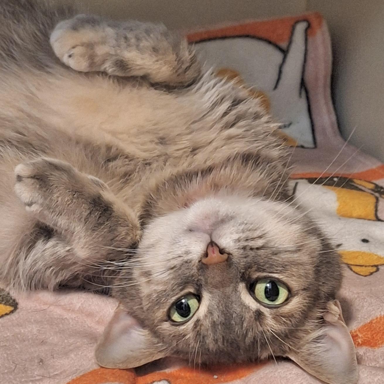 Precious, Adoptable, Adult Female Domestic Short Hair.