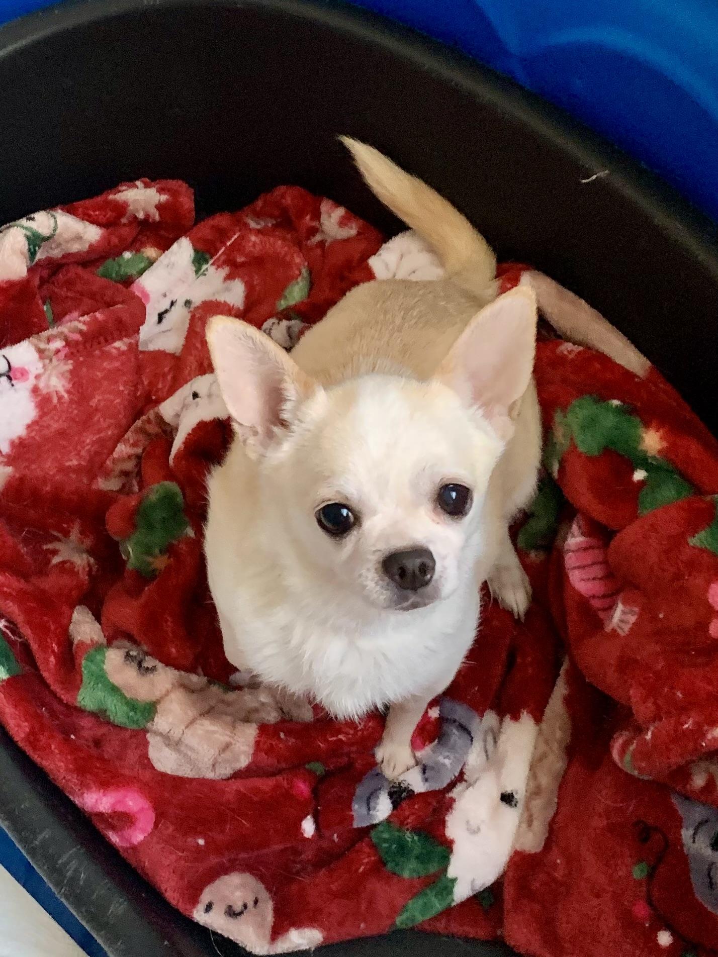 Enlarge Honeycrisp , an adopted Chihuahua in Richmond, VA image 1/3