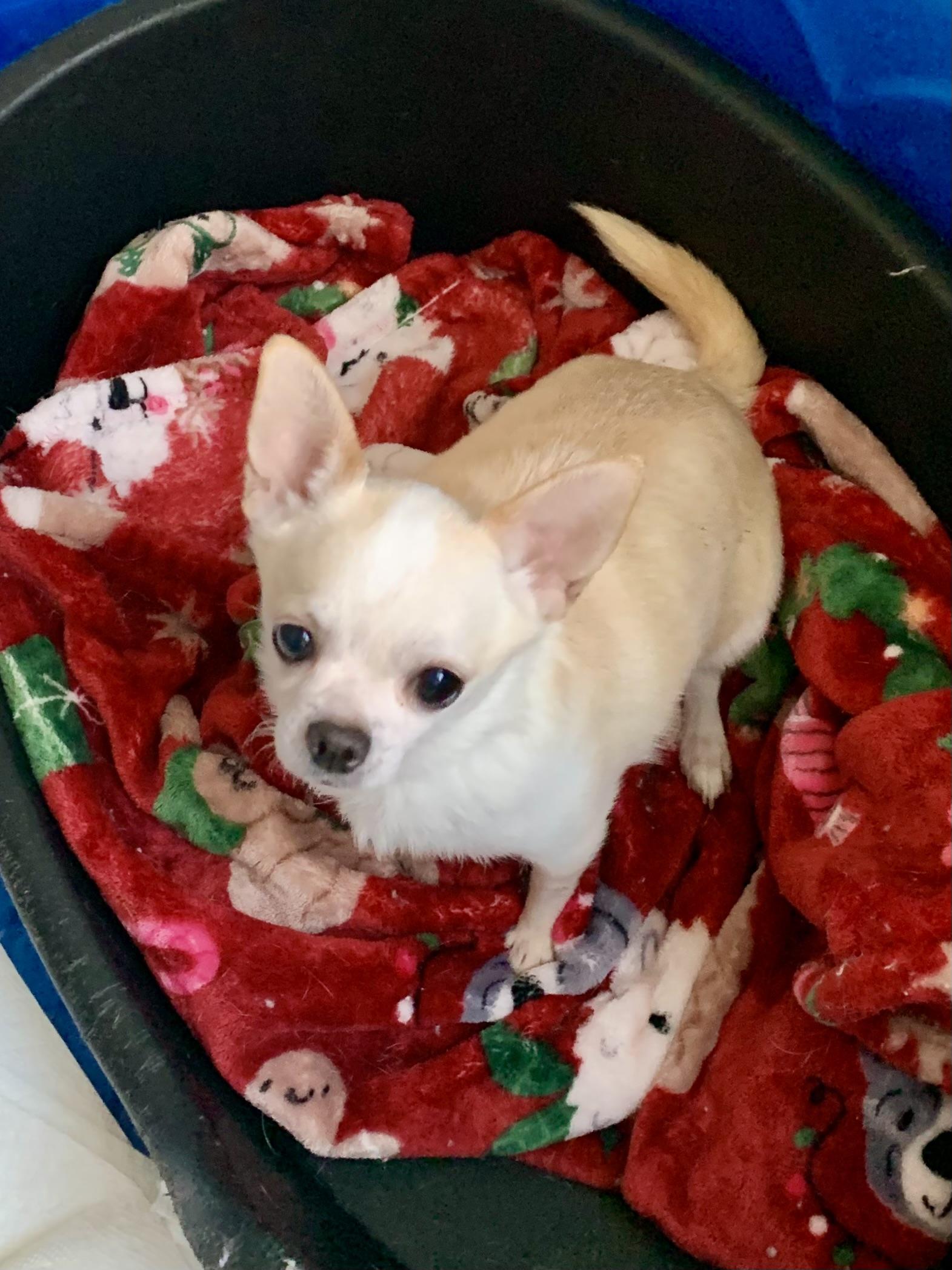 Enlarge Honeycrisp , an adopted Chihuahua in Richmond, VA image 3/3