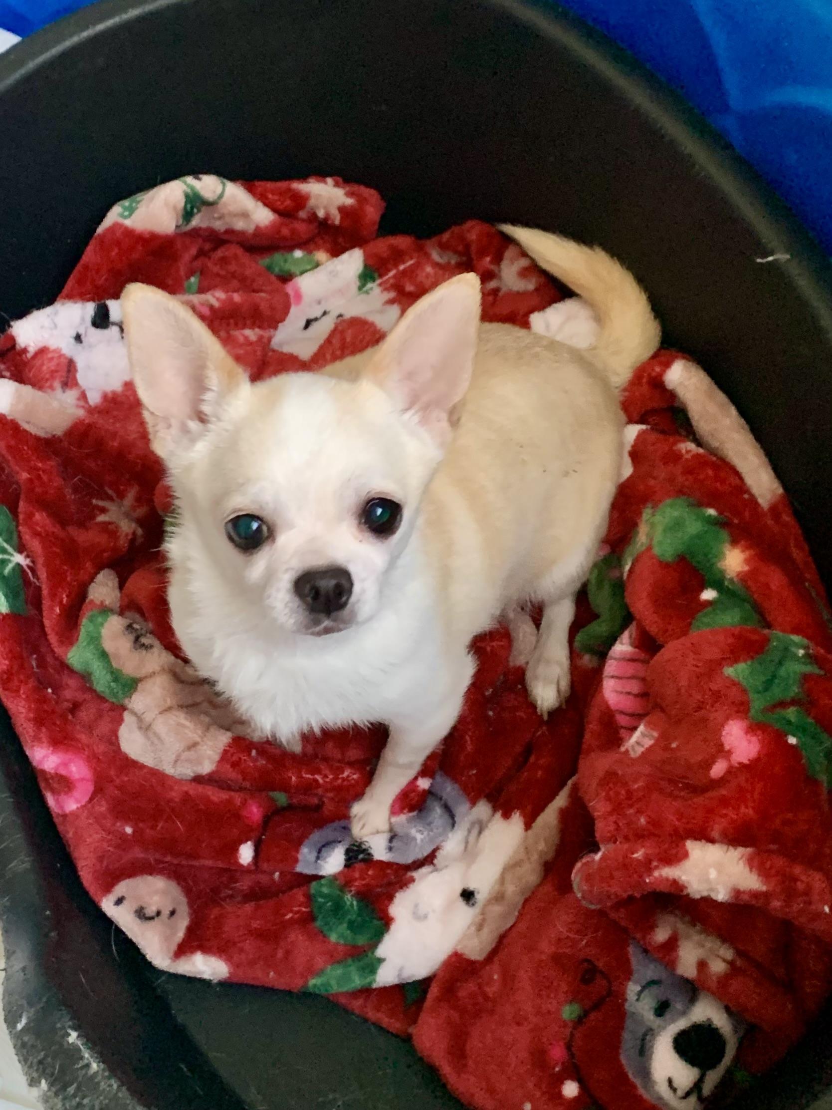 Enlarge Honeycrisp , an adopted Chihuahua in Richmond, VA image 2/3