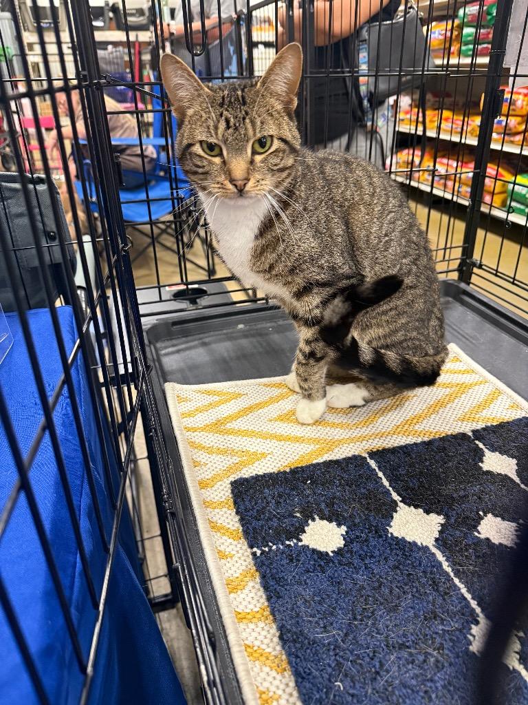Bisquit, Adoptable, Adult Female Domestic Short Hair.