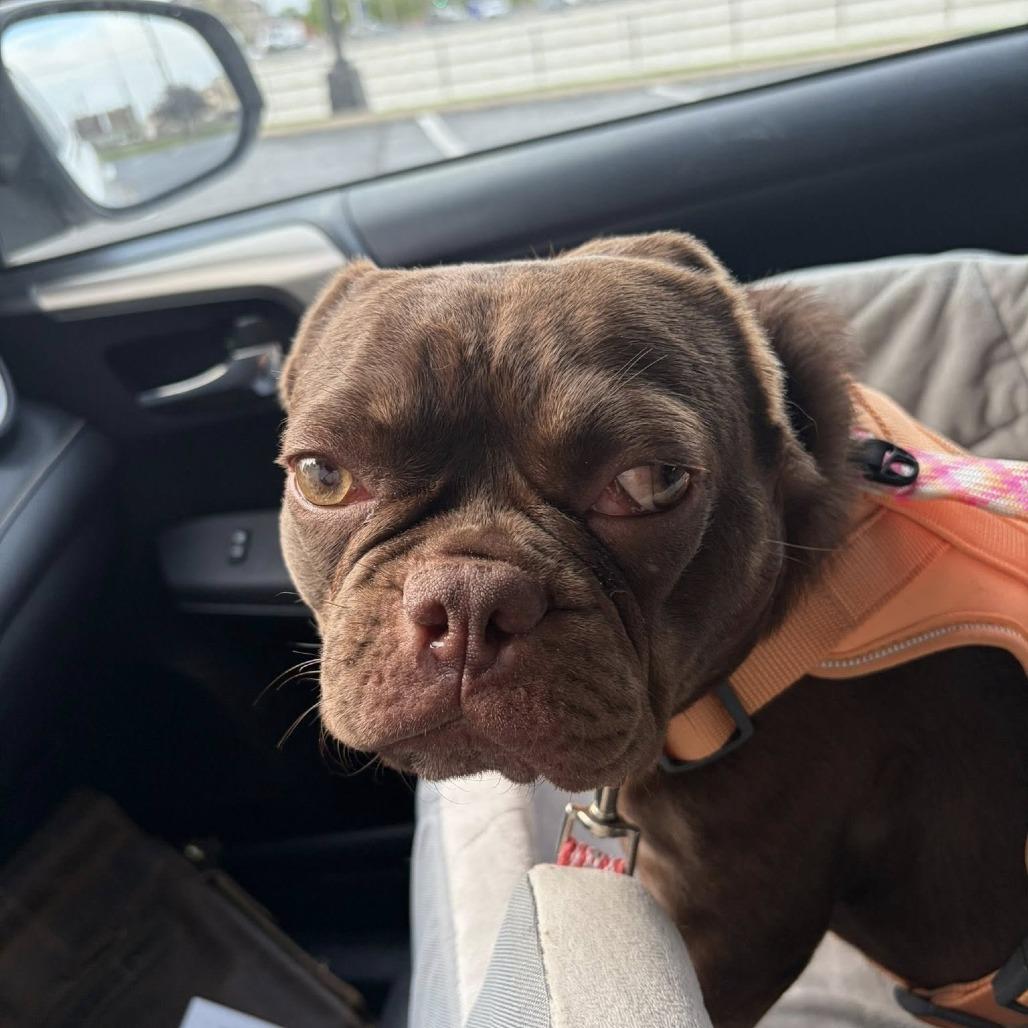 Ruby, Adoptable, Adult Female French Bulldog.