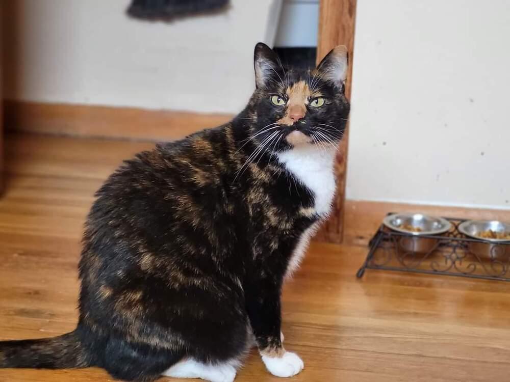 Sassy Marie, Adoptable, Adult Female Domestic Short Hair.