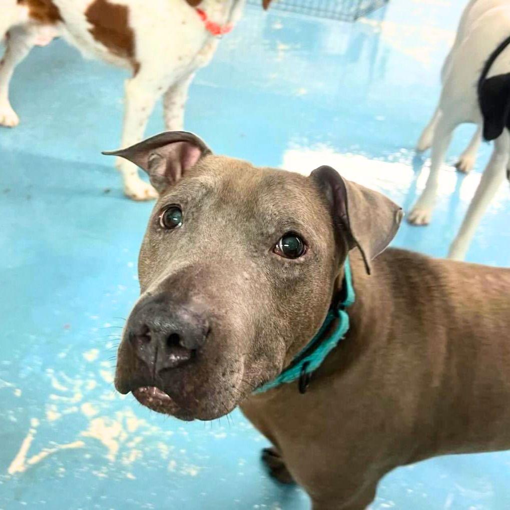 Neil, the seal, a Adoptable Pit Bull Terrier in Brooklyn, NY image 1/3