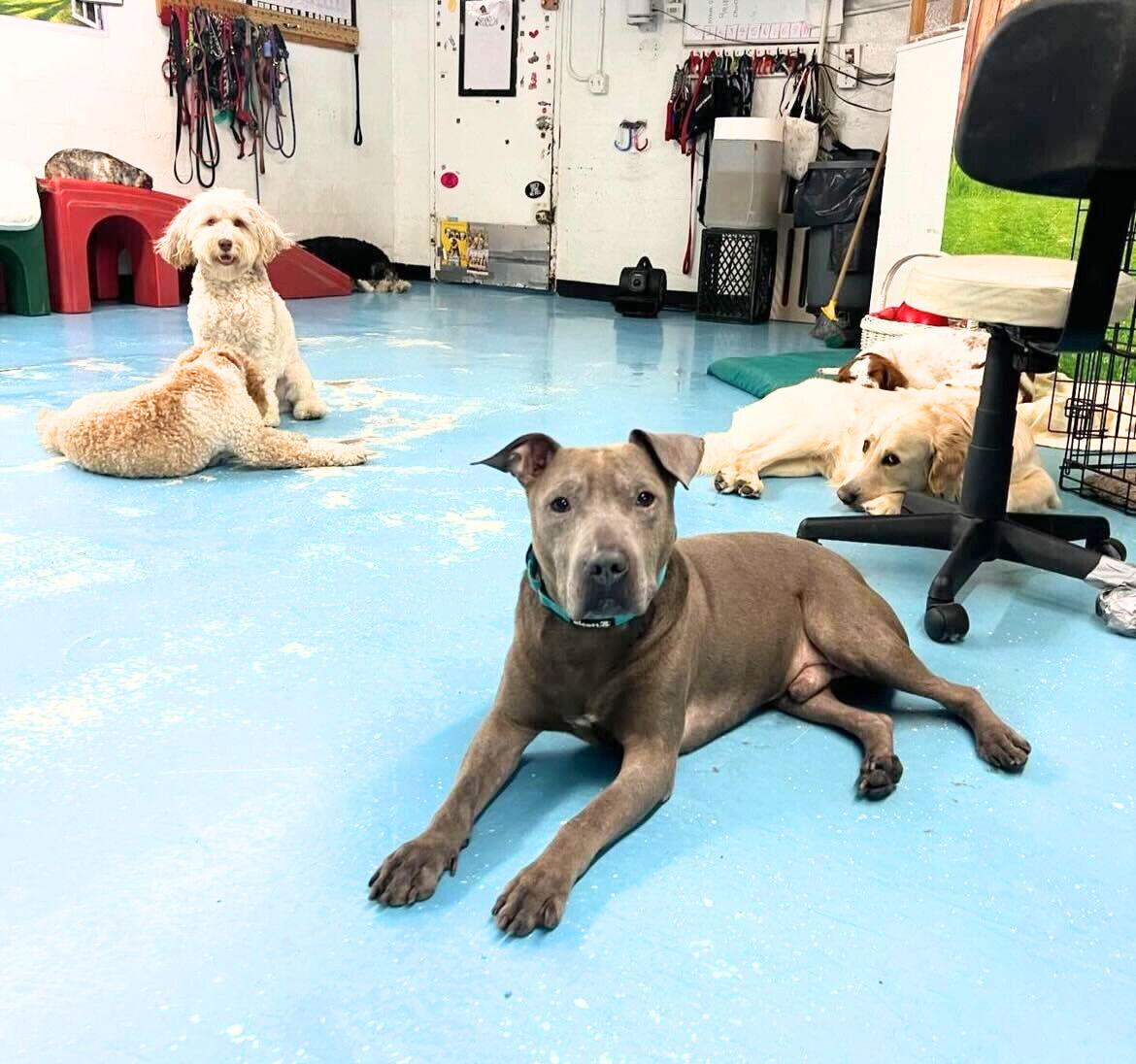 Neil, the seal, a Adoptable Pit Bull Terrier in Brooklyn, NY image 2/3