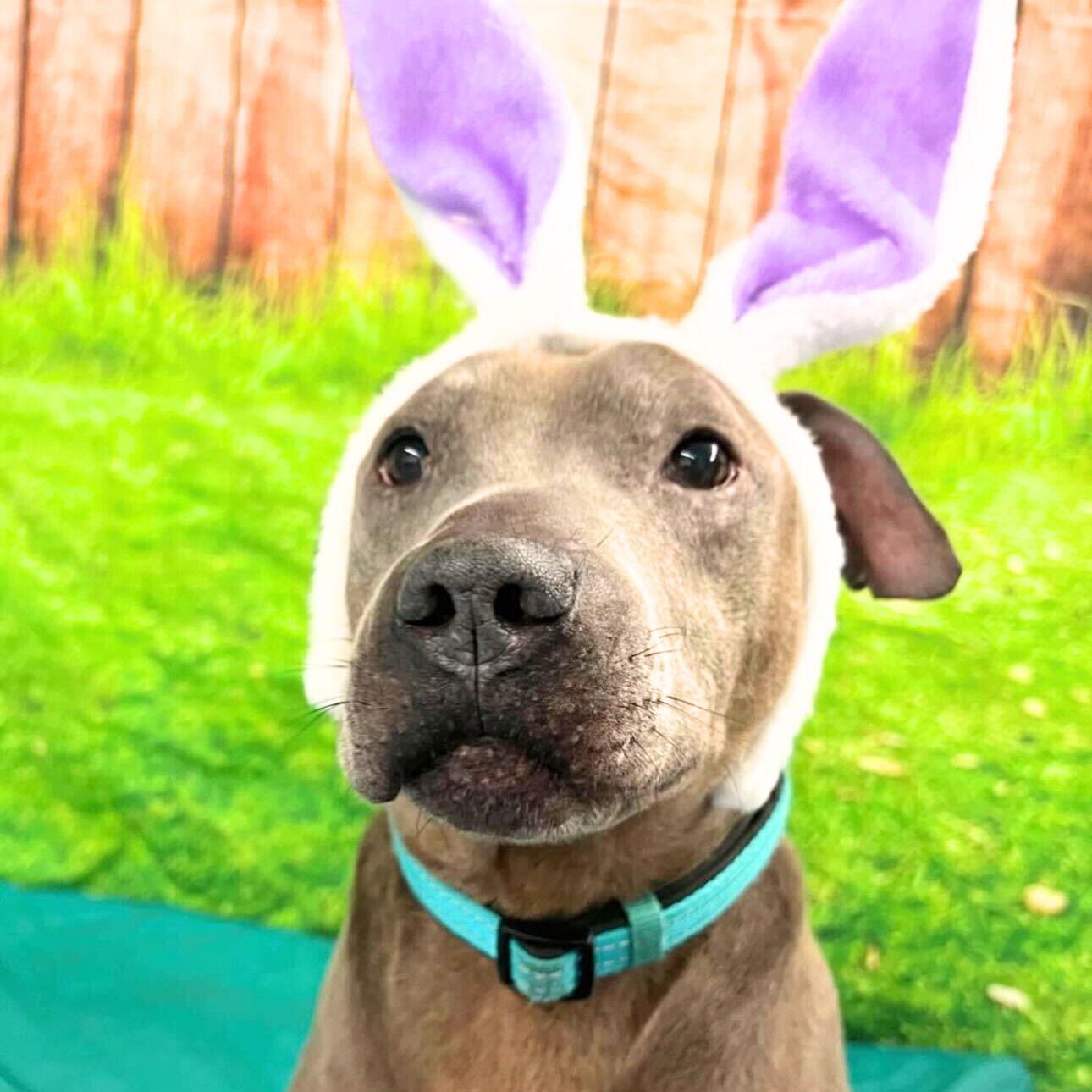 Neil, the seal, a Adoptable Pit Bull Terrier in Brooklyn, NY image 3/3
